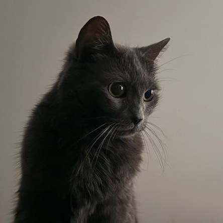 Eda, a Adoptable Domestic Medium Hair in Sweetwater, TN image 2/6