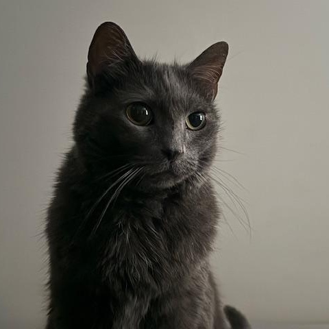 Eda, a Adoptable Domestic Medium Hair in Sweetwater, TN image 1/6