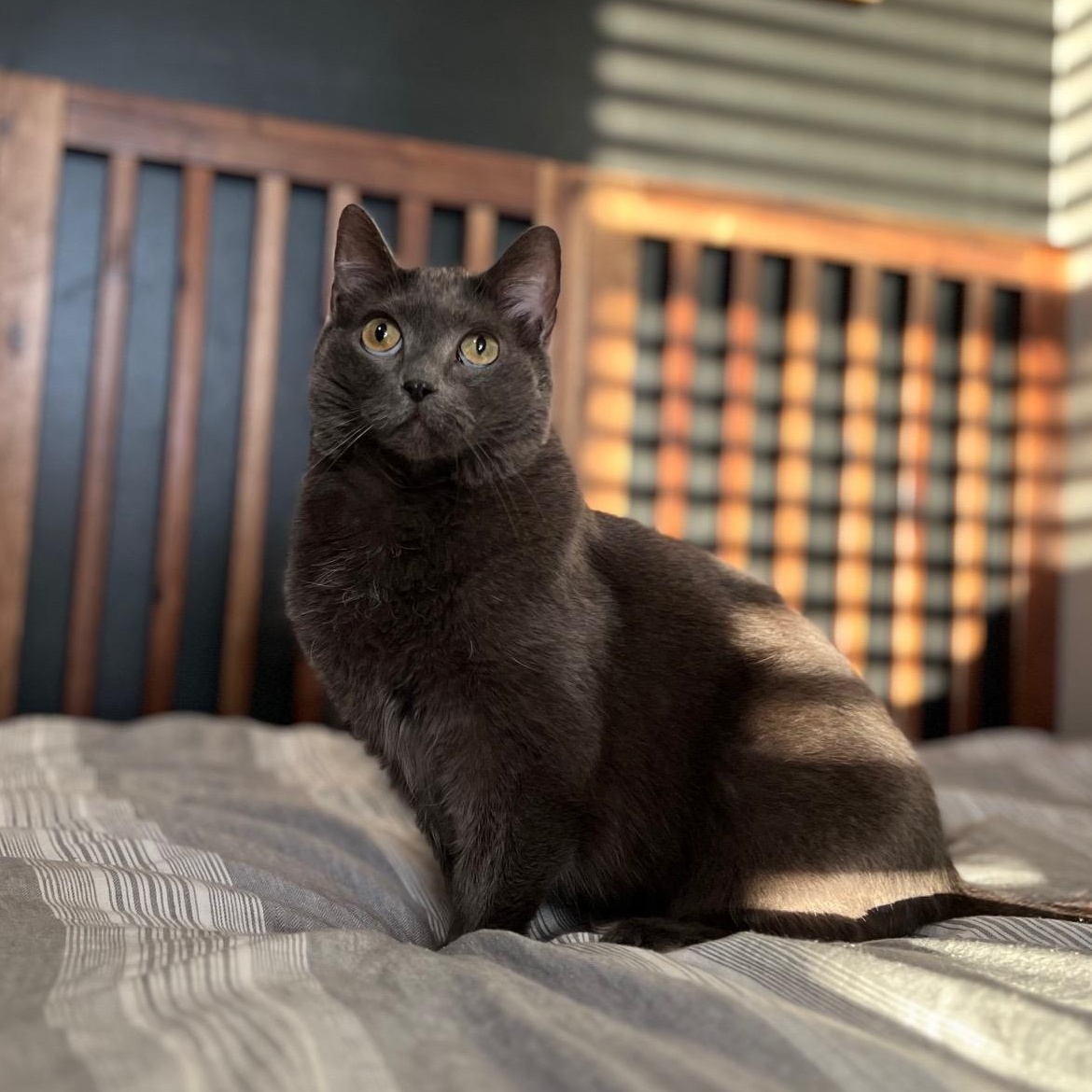 Eda, a Adoptable Domestic Medium Hair in Sweetwater, TN image 4/6