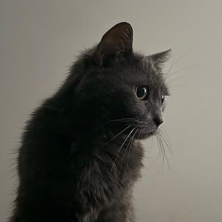 Eda, a Adoptable Domestic Medium Hair in Sweetwater, TN image 6/6