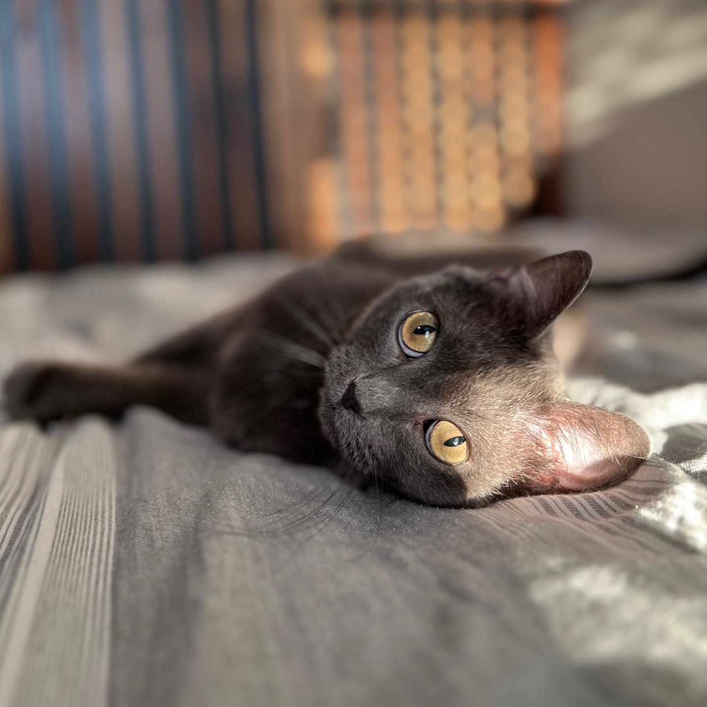 Eda, a Adoptable Domestic Medium Hair in Sweetwater, TN image 5/6