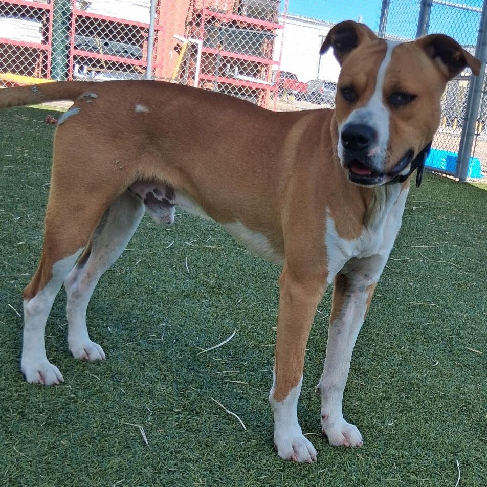 Painter, Adoptable, Adult Male Pit Bull Terrier.