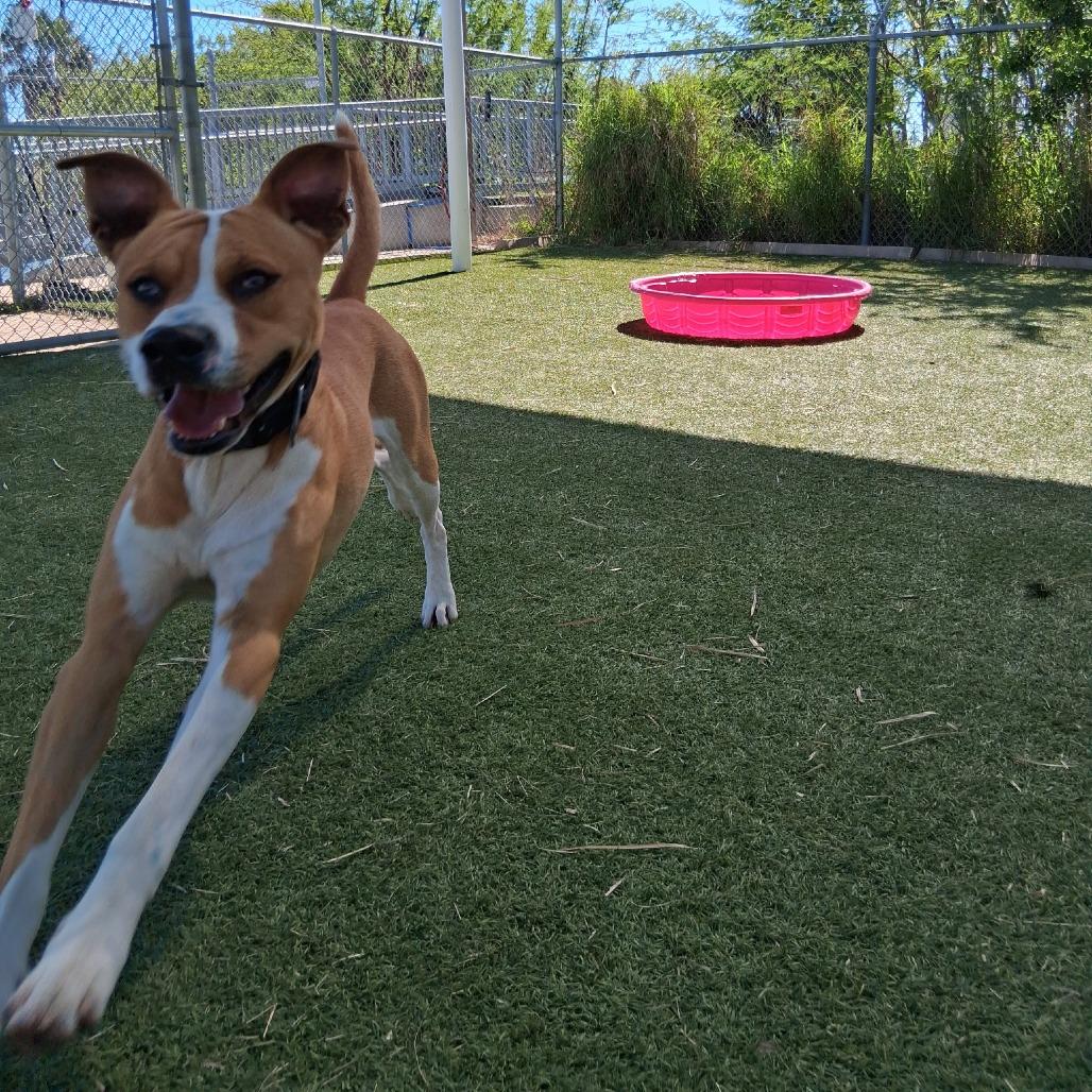 Enlarge Painter, a Adoptable Pit Bull Terrier in Galveston, TX image 2/6