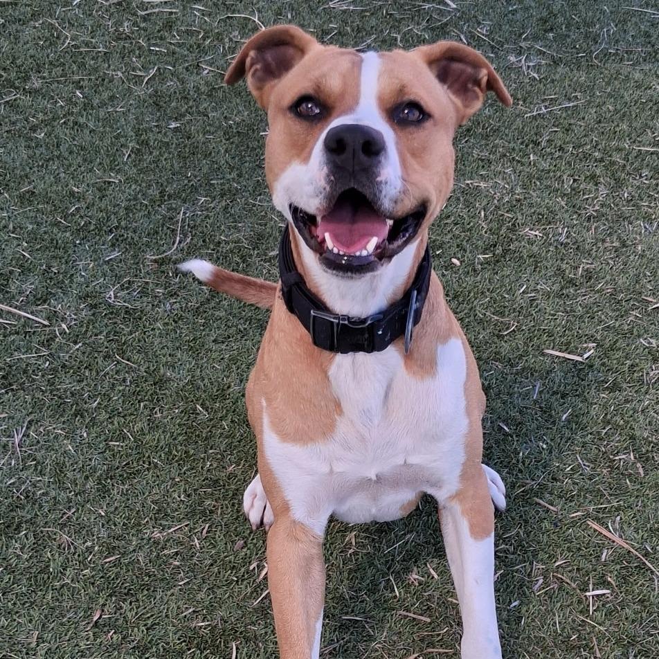 Enlarge Painter, a Adoptable Pit Bull Terrier in Galveston, TX image 3/6