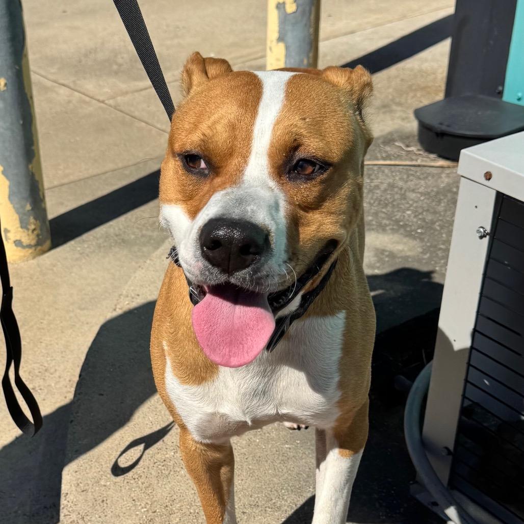 Enlarge Painter, a Adoptable Pit Bull Terrier in Galveston, TX image 4/6