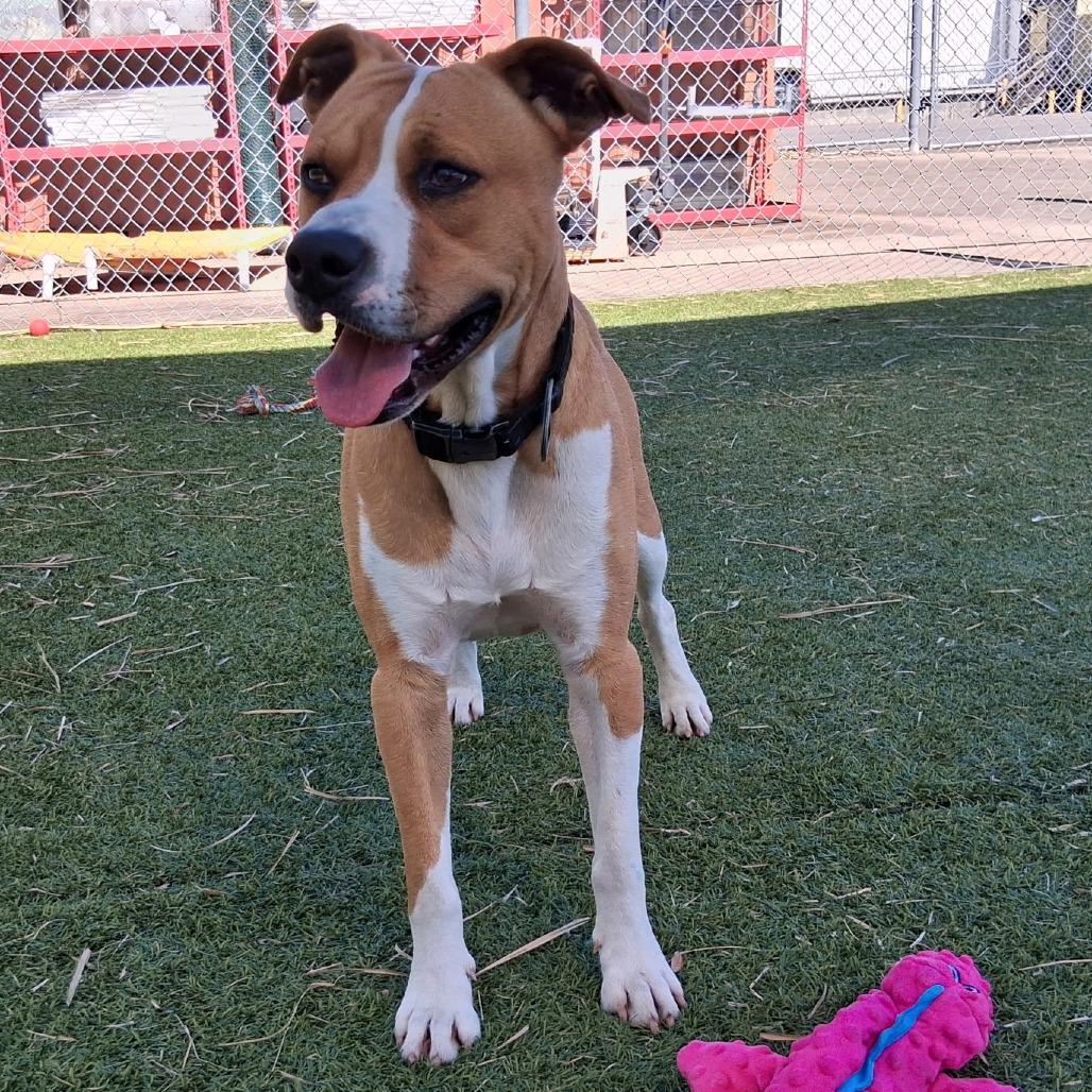 Enlarge Painter, a Adoptable Pit Bull Terrier in Galveston, TX image 5/6