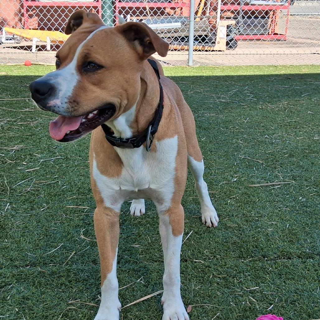 Enlarge Painter, a Adoptable Pit Bull Terrier in Galveston, TX image 6/6