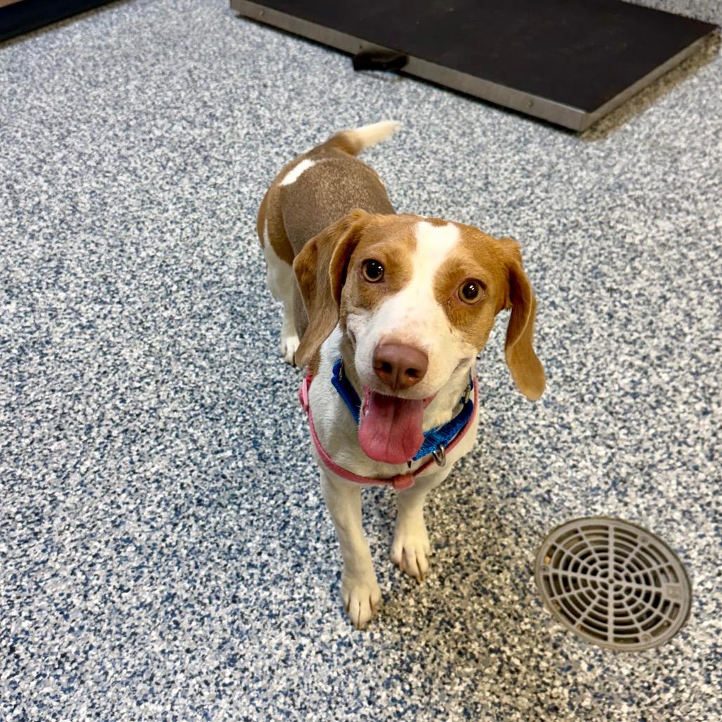 Enlarge Riley, a Adoptable mixed breed in Great Falls, MT image 1/5