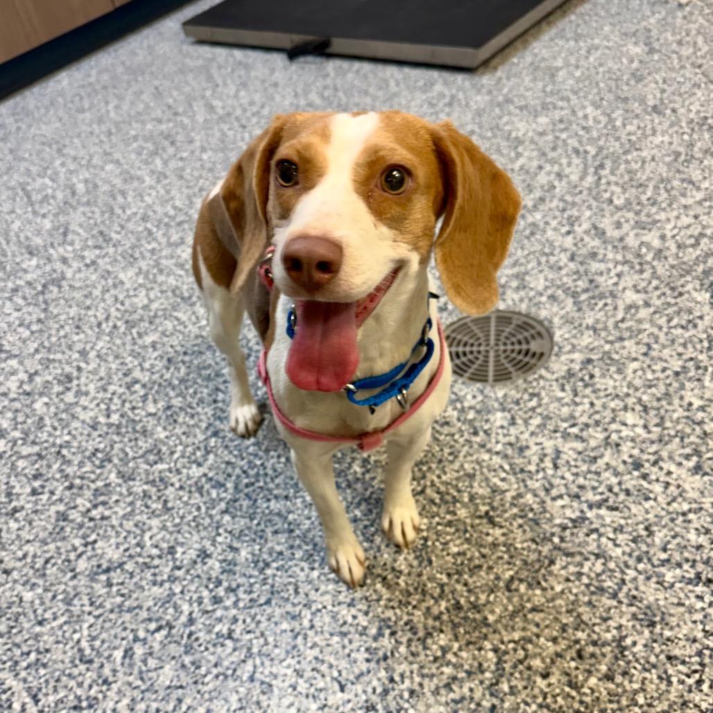 Enlarge Riley, a Adoptable mixed breed in Great Falls, MT image 2/5