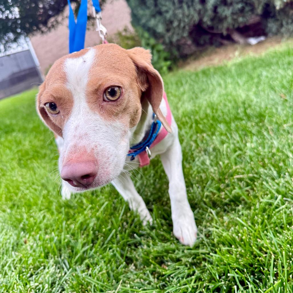 Enlarge Riley, a Adoptable mixed breed in Great Falls, MT image 3/5
