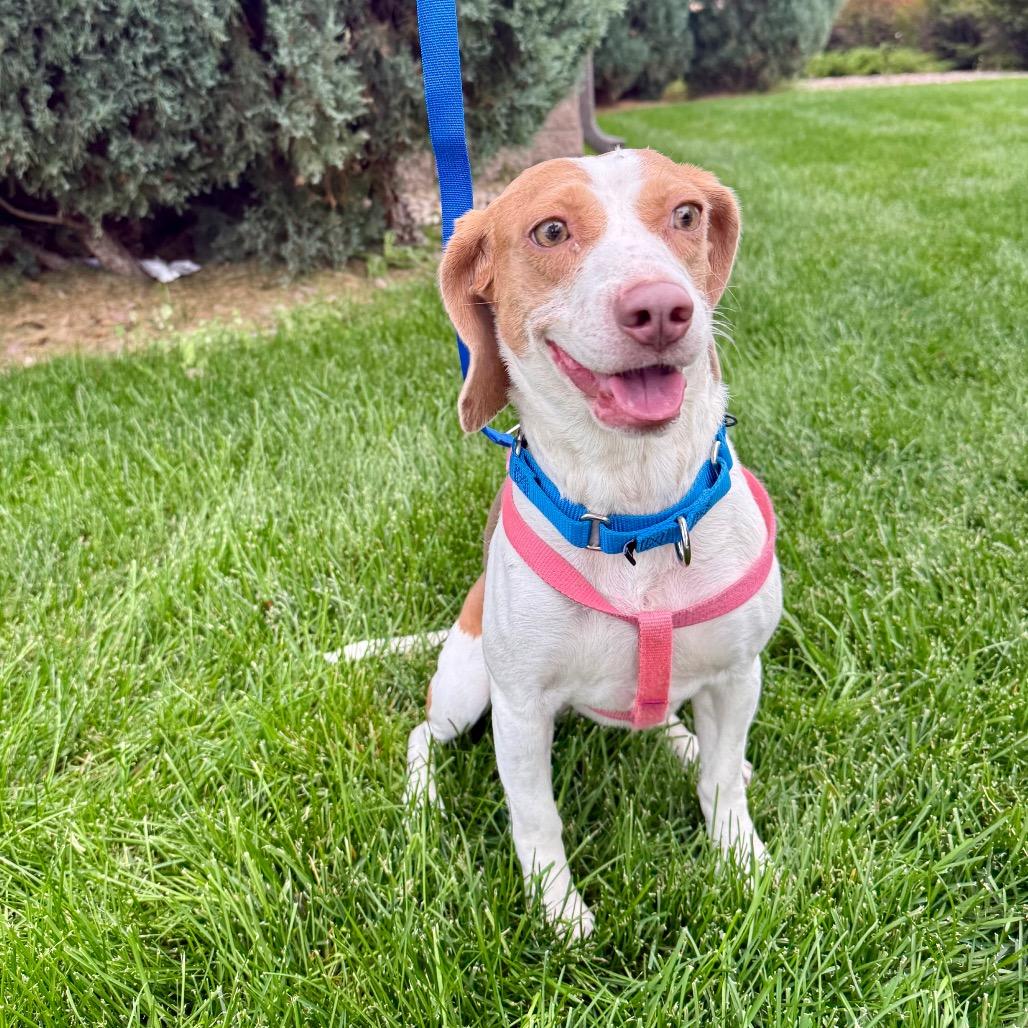 Enlarge Riley, a Adoptable mixed breed in Great Falls, MT image 4/5