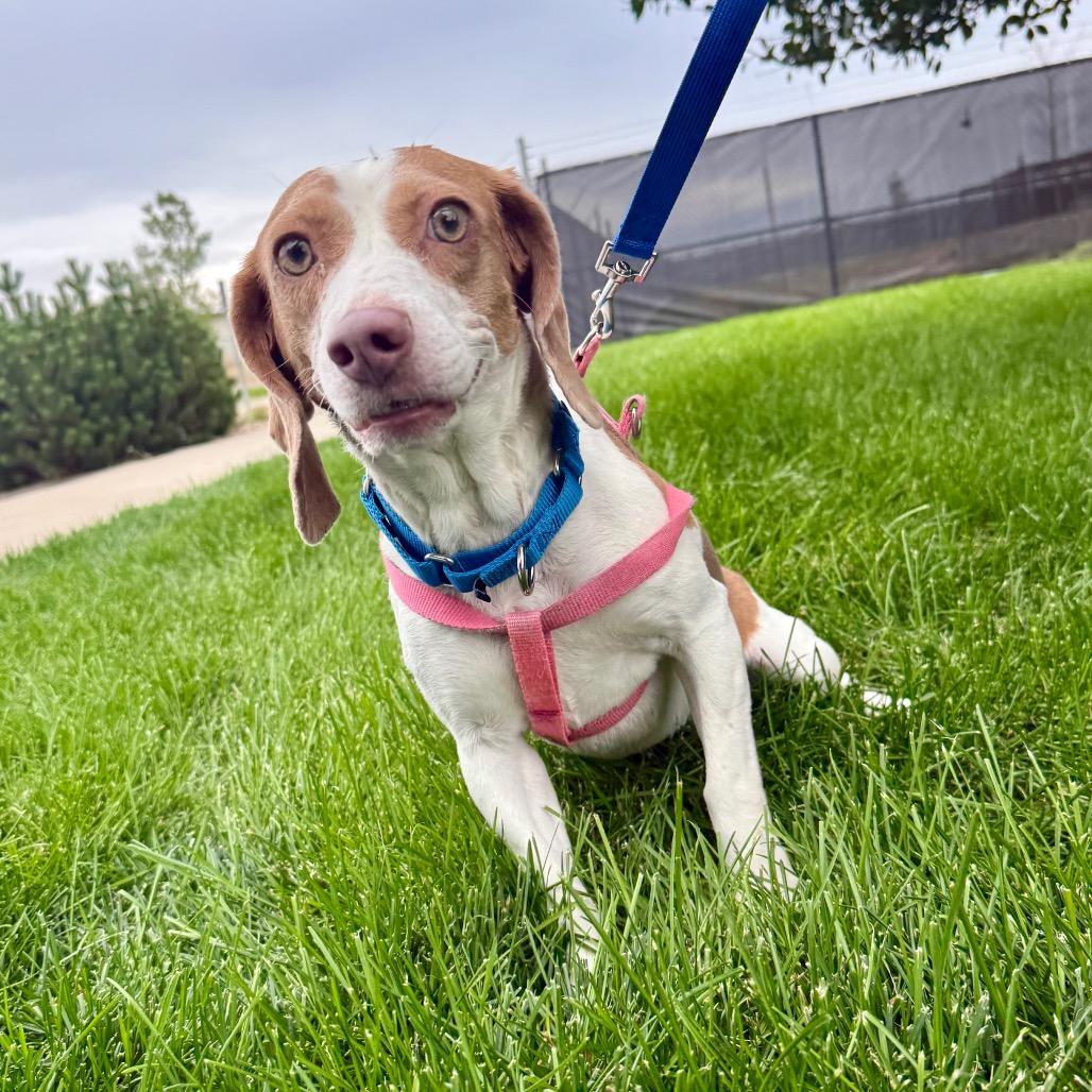 Enlarge Riley, a Adoptable mixed breed in Great Falls, MT image 5/5