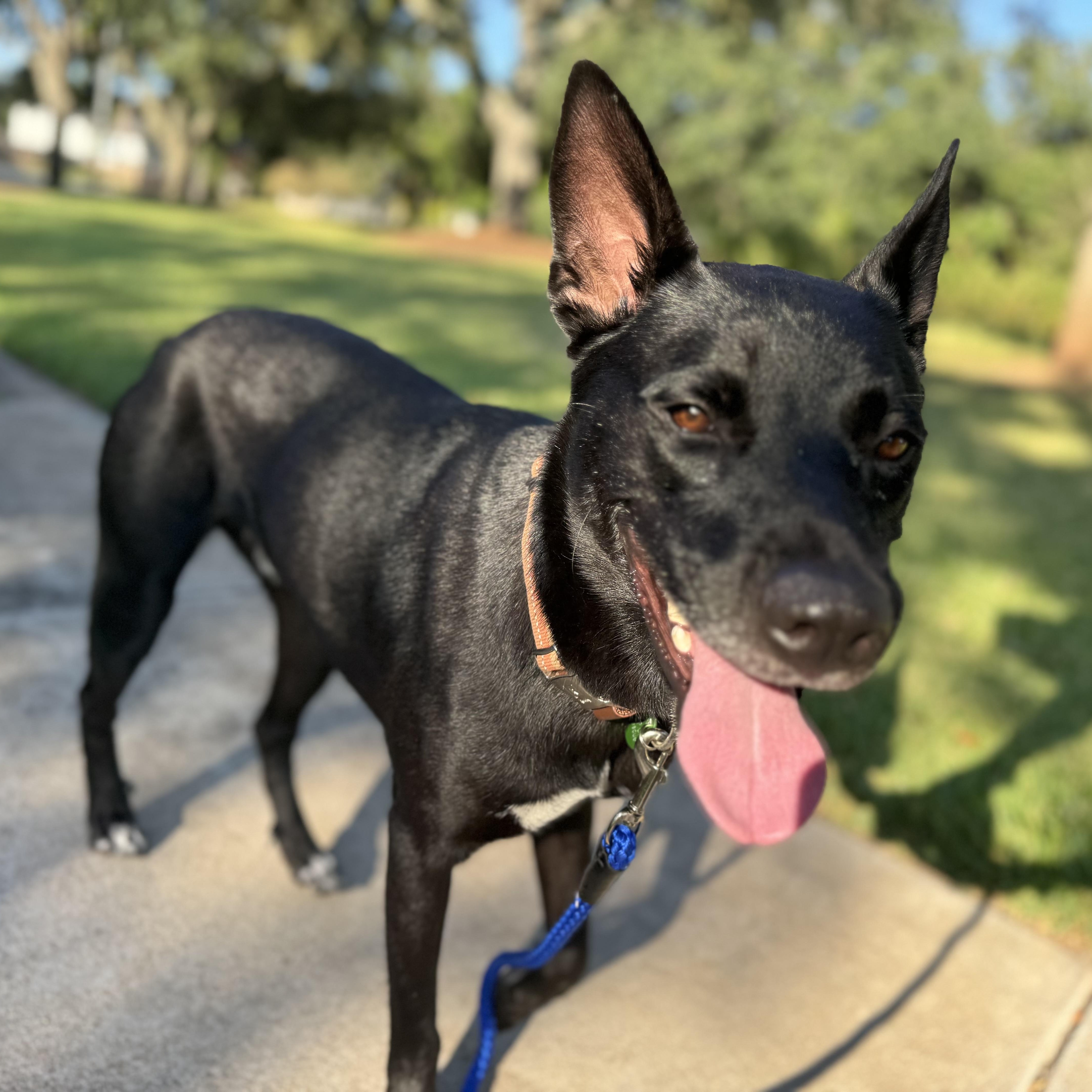 Cowboy, an adoptable Shepherd in Calumet, MI, 49913 | Photo Image 5