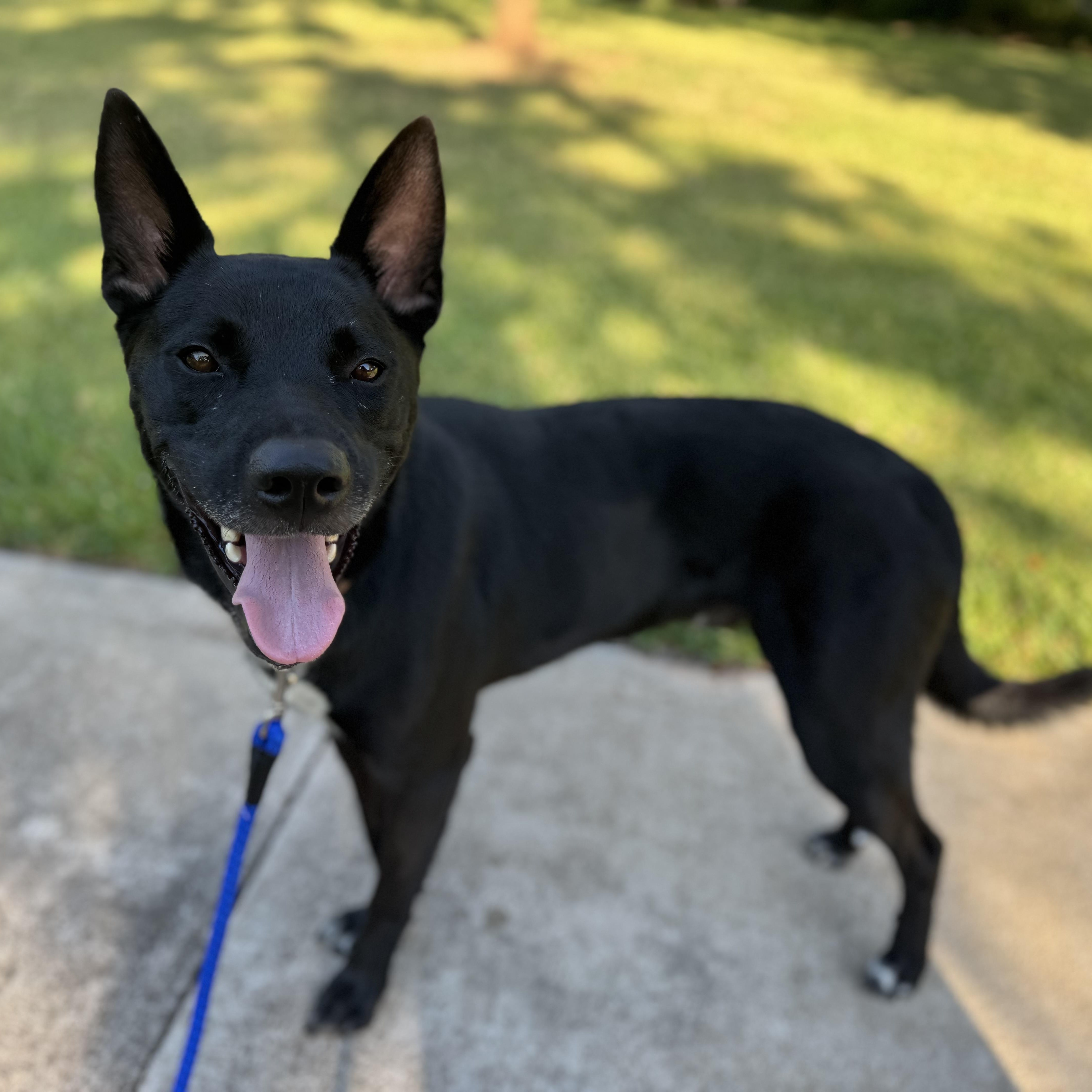 Cowboy, an adoptable Shepherd in Calumet, MI, 49913 | Photo Image 1