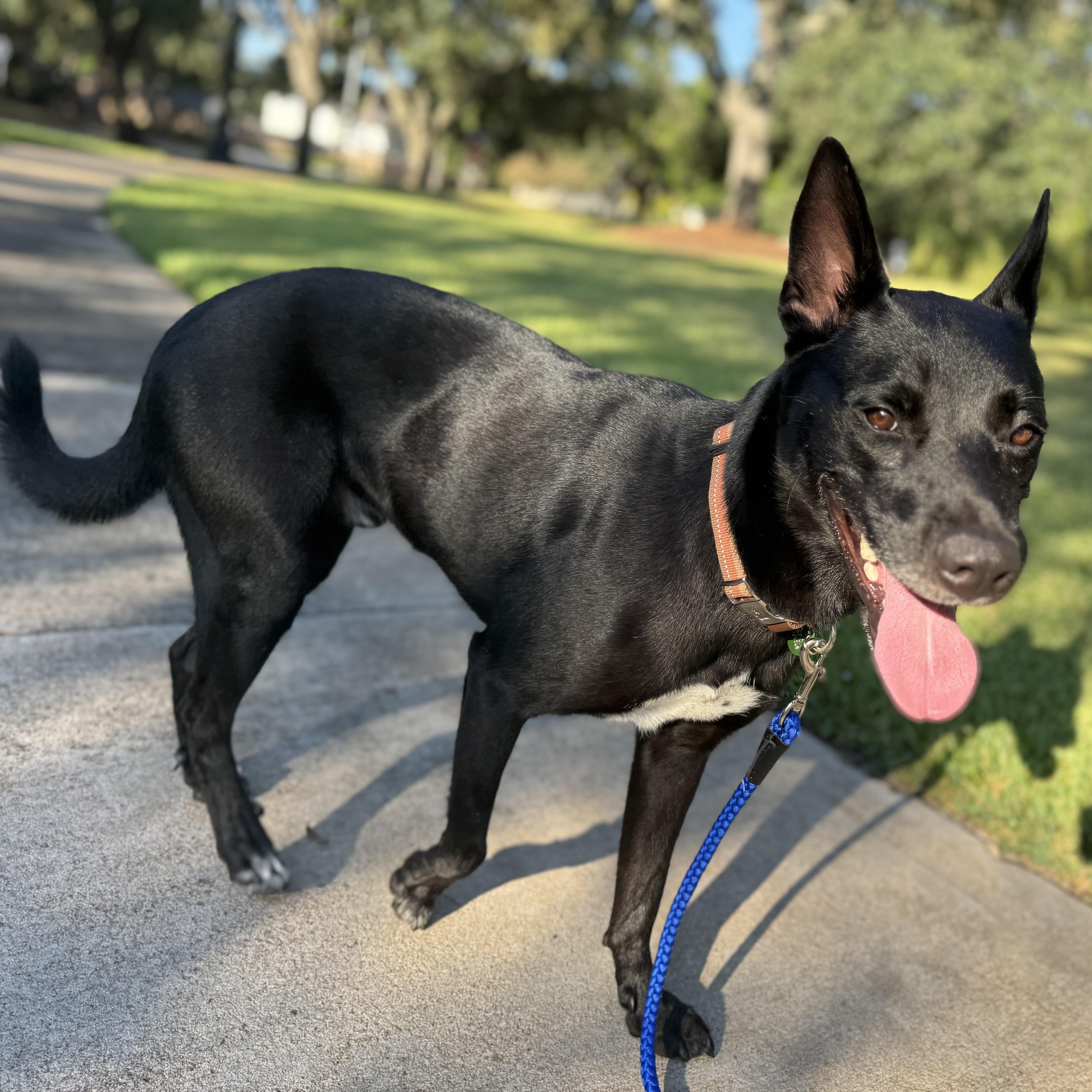 Cowboy, an adoptable Shepherd in Calumet, MI, 49913 | Photo Image 3