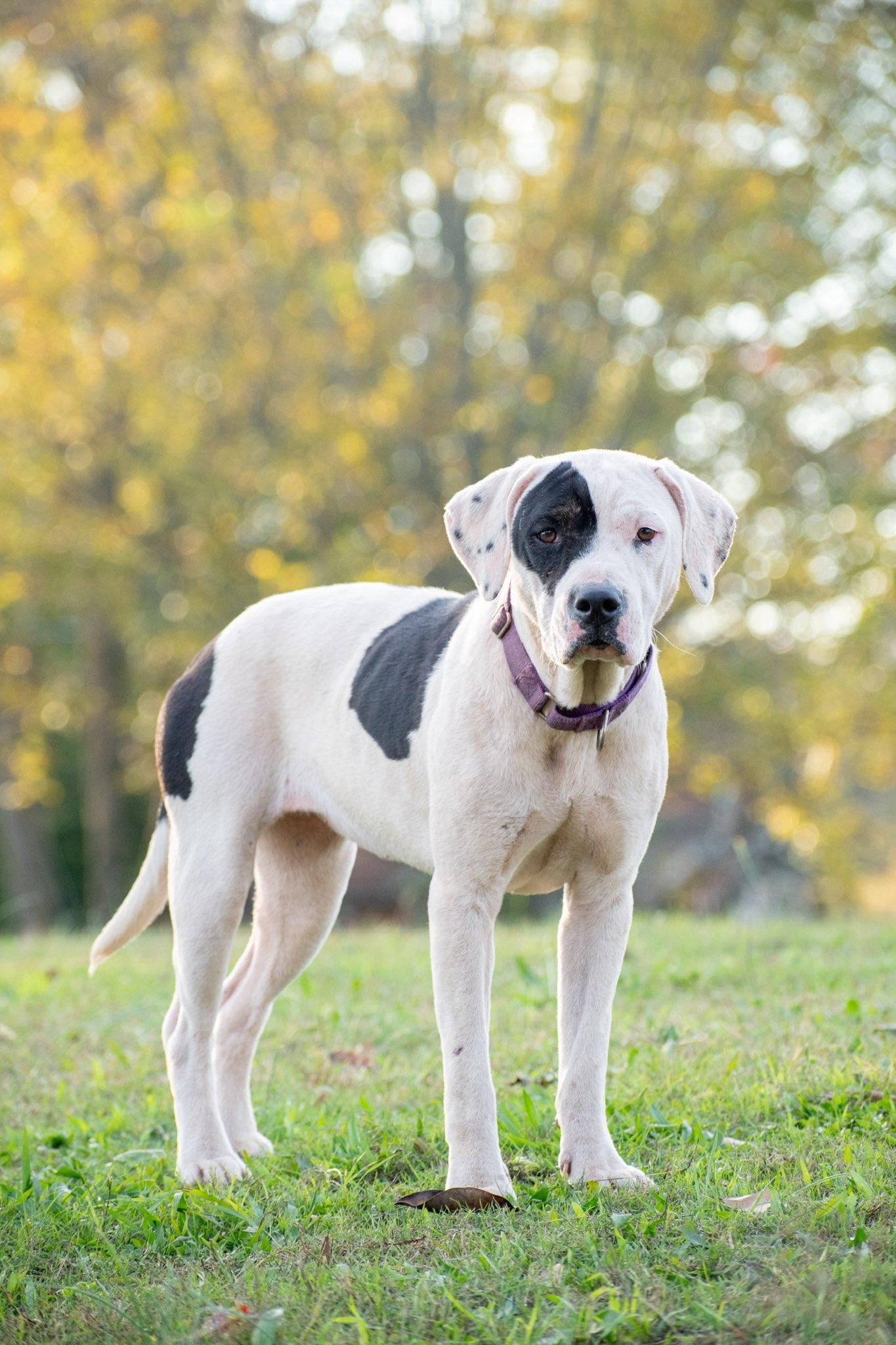 Patches , a ADOPTABLE mixed breed in Williamston, SC image 2/2