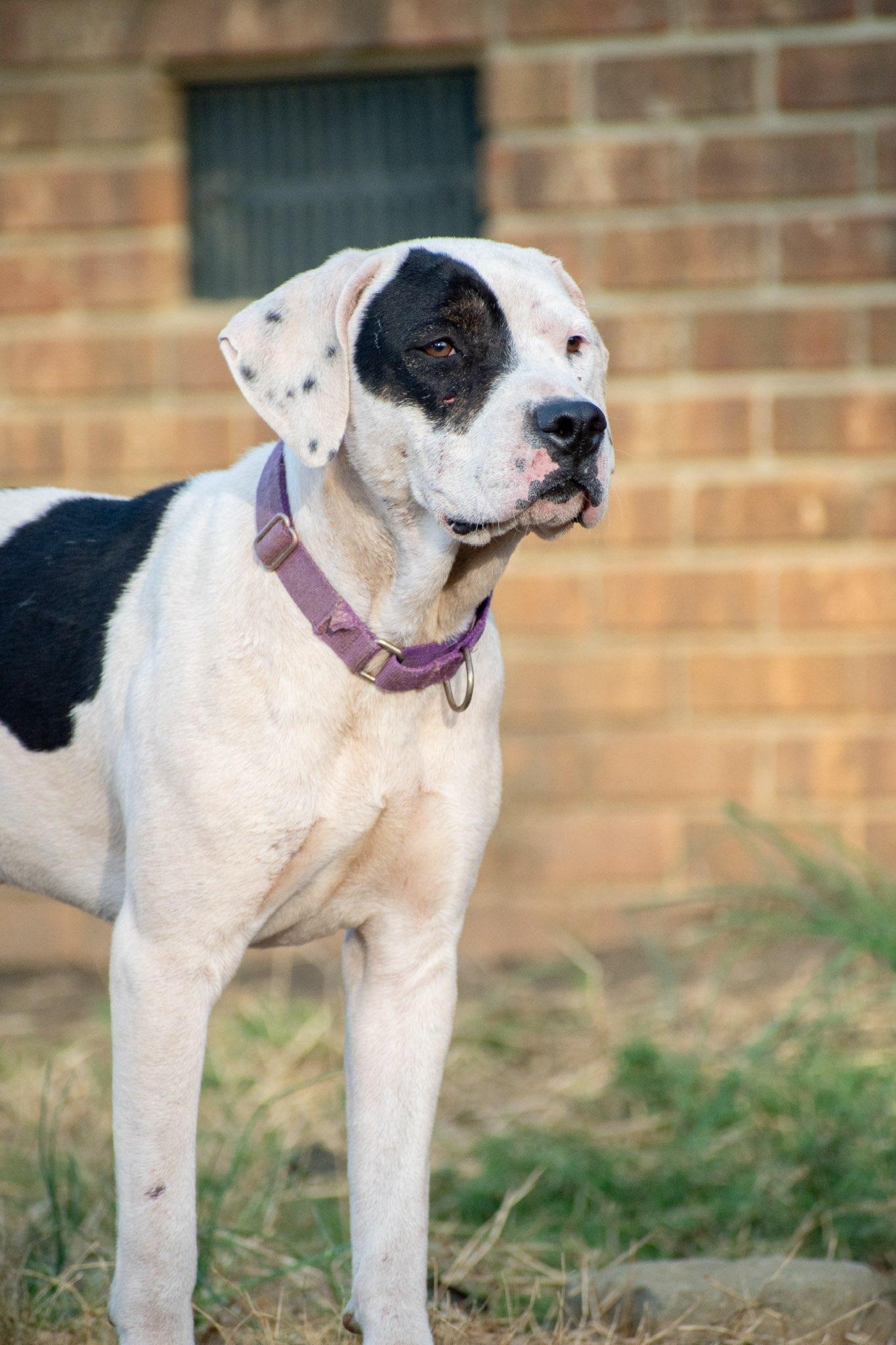 Patches , ADOPTABLE, Adult Male American Bulldog & Pit Bull Terrier.