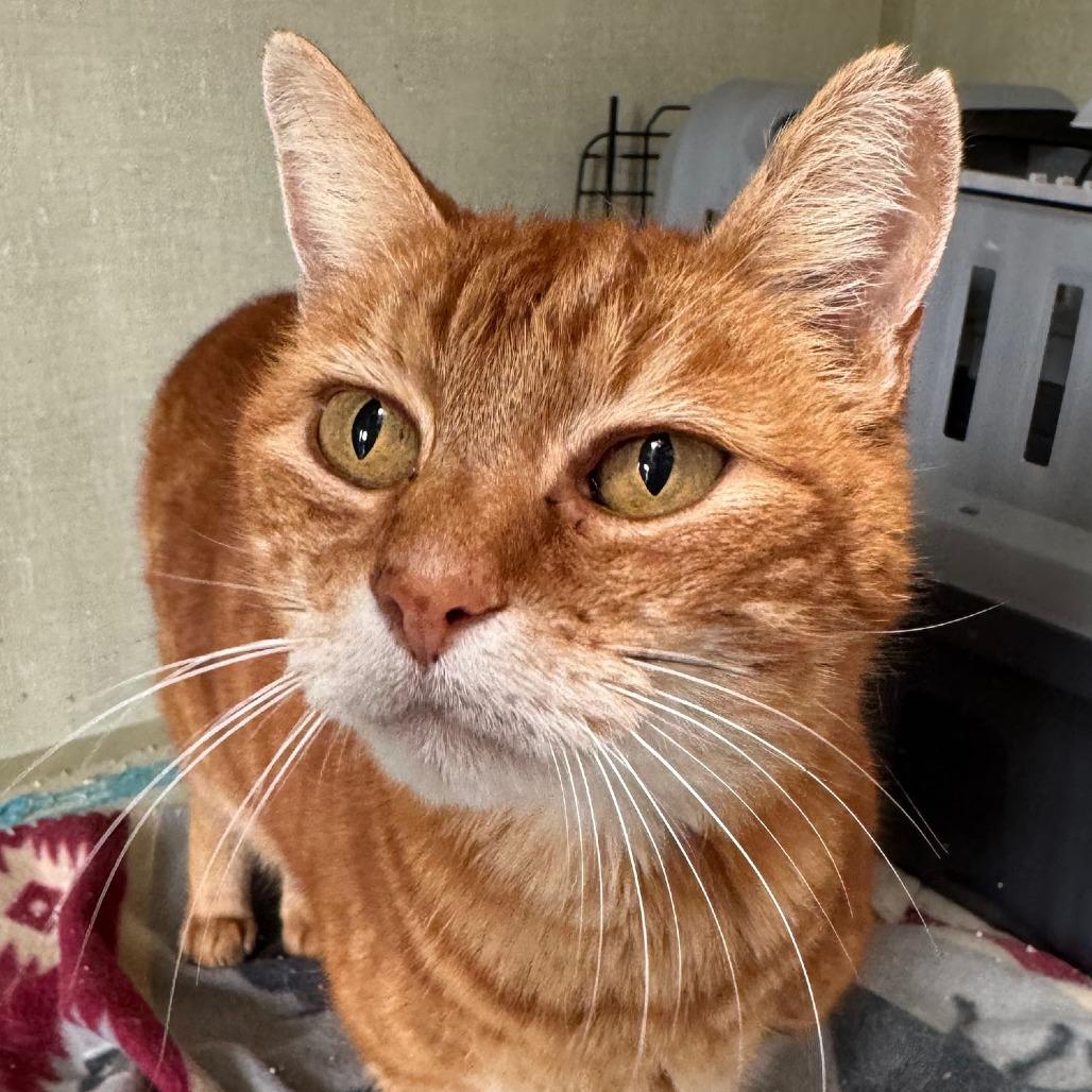 Enlarge Artemis, a Adoptable Domestic Short Hair in Morgan Hill, CA image 1/1