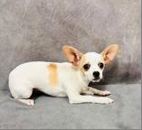 Feta, Adoptable, Young Female Chihuahua.
