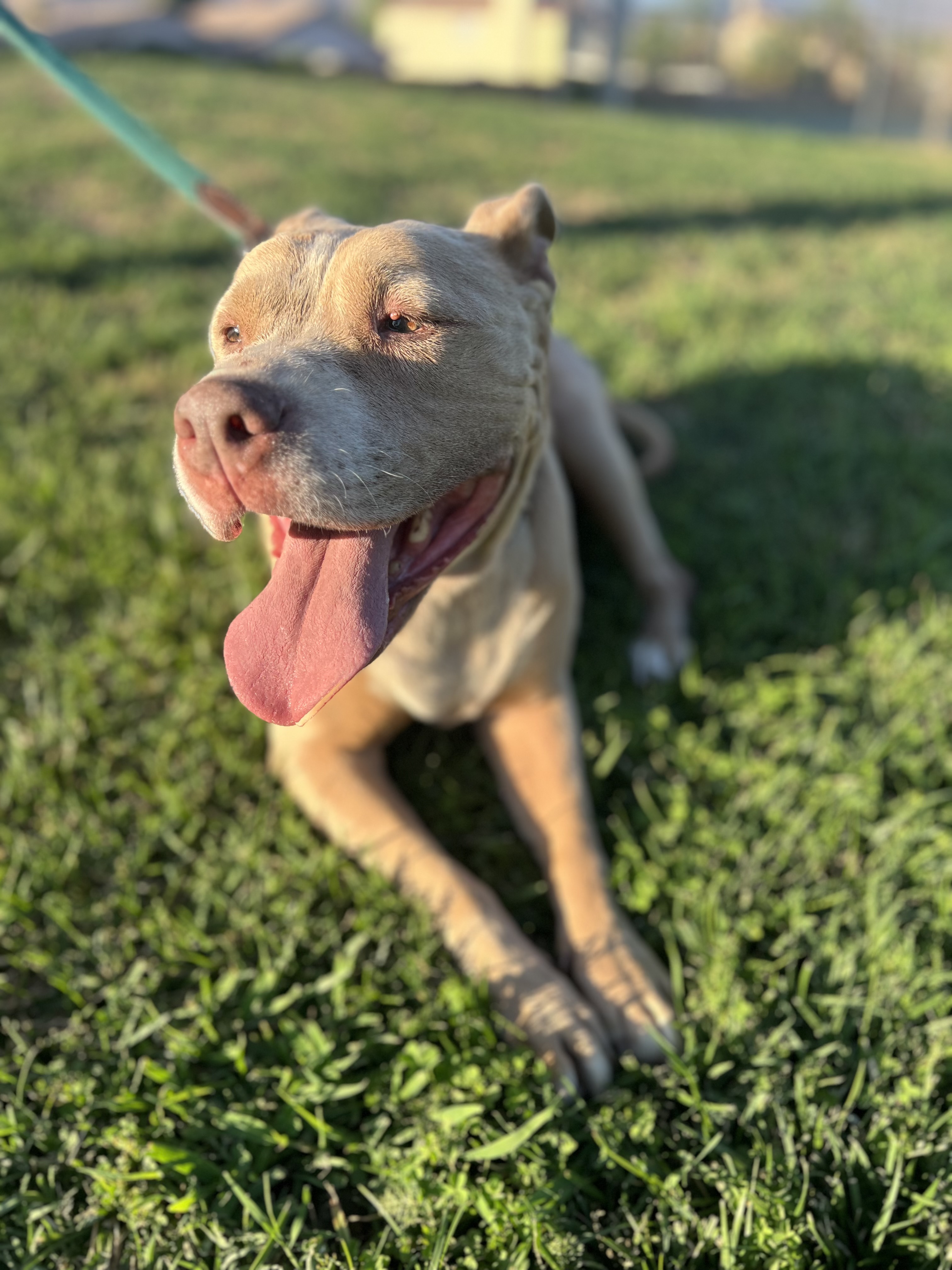 KAYLA, a Adoptable mixed breed in Seattle , WA image 6/6