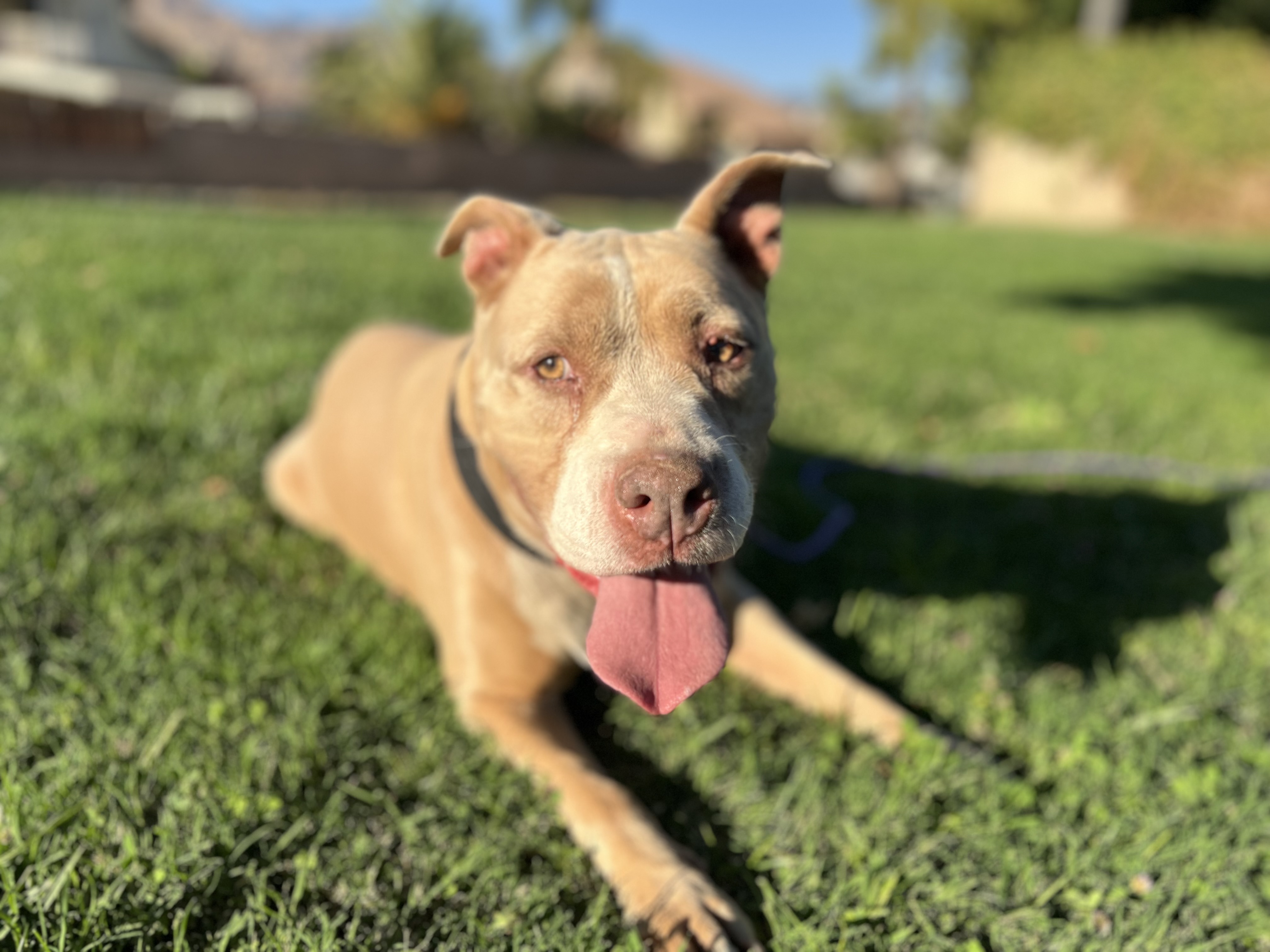 KAYLA, a Adoptable mixed breed in Seattle , WA image 3/6