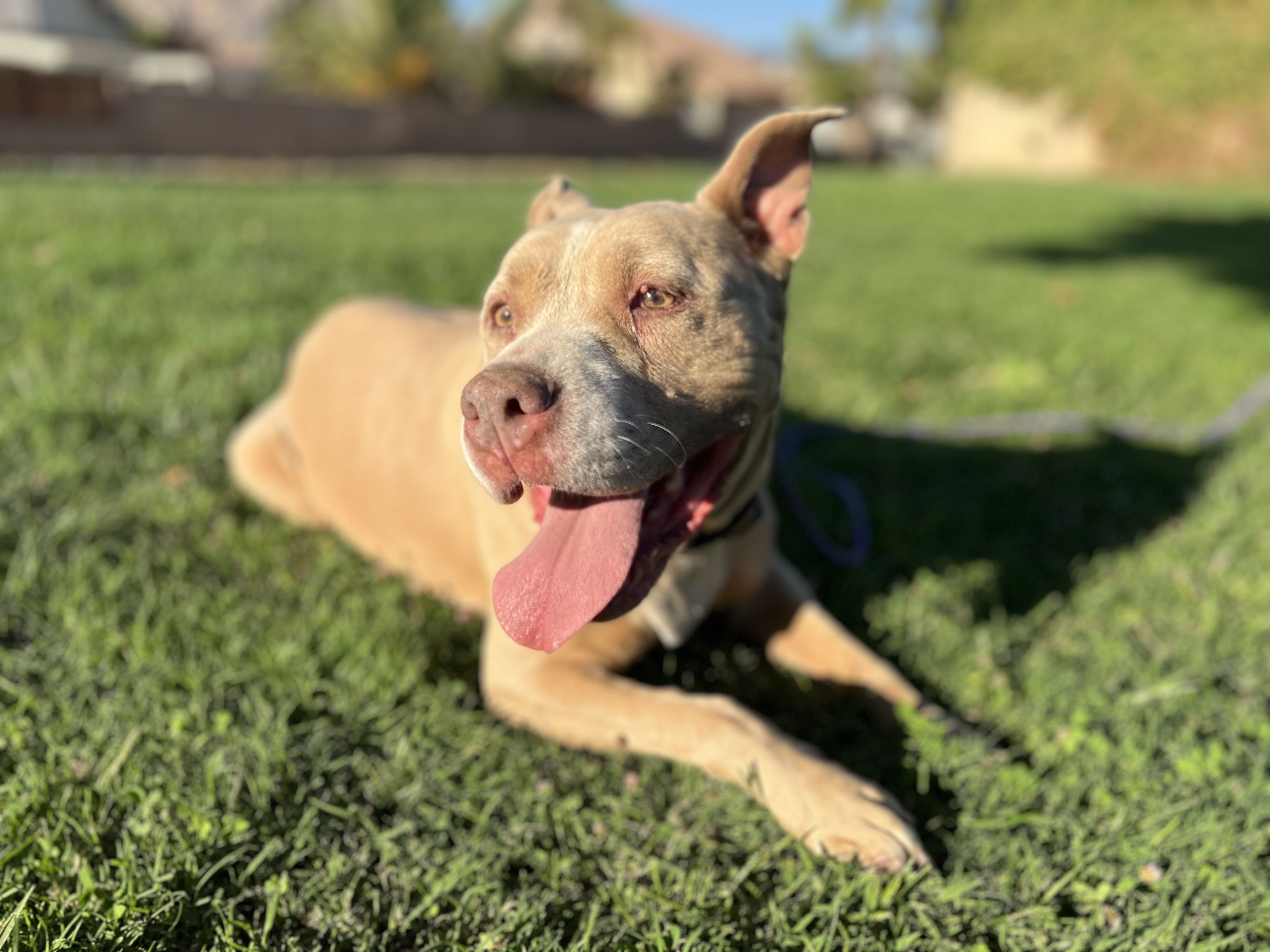 KAYLA, Adoptable, Senior Female Pit Bull Terrier & Staffordshire Bull Terrier.