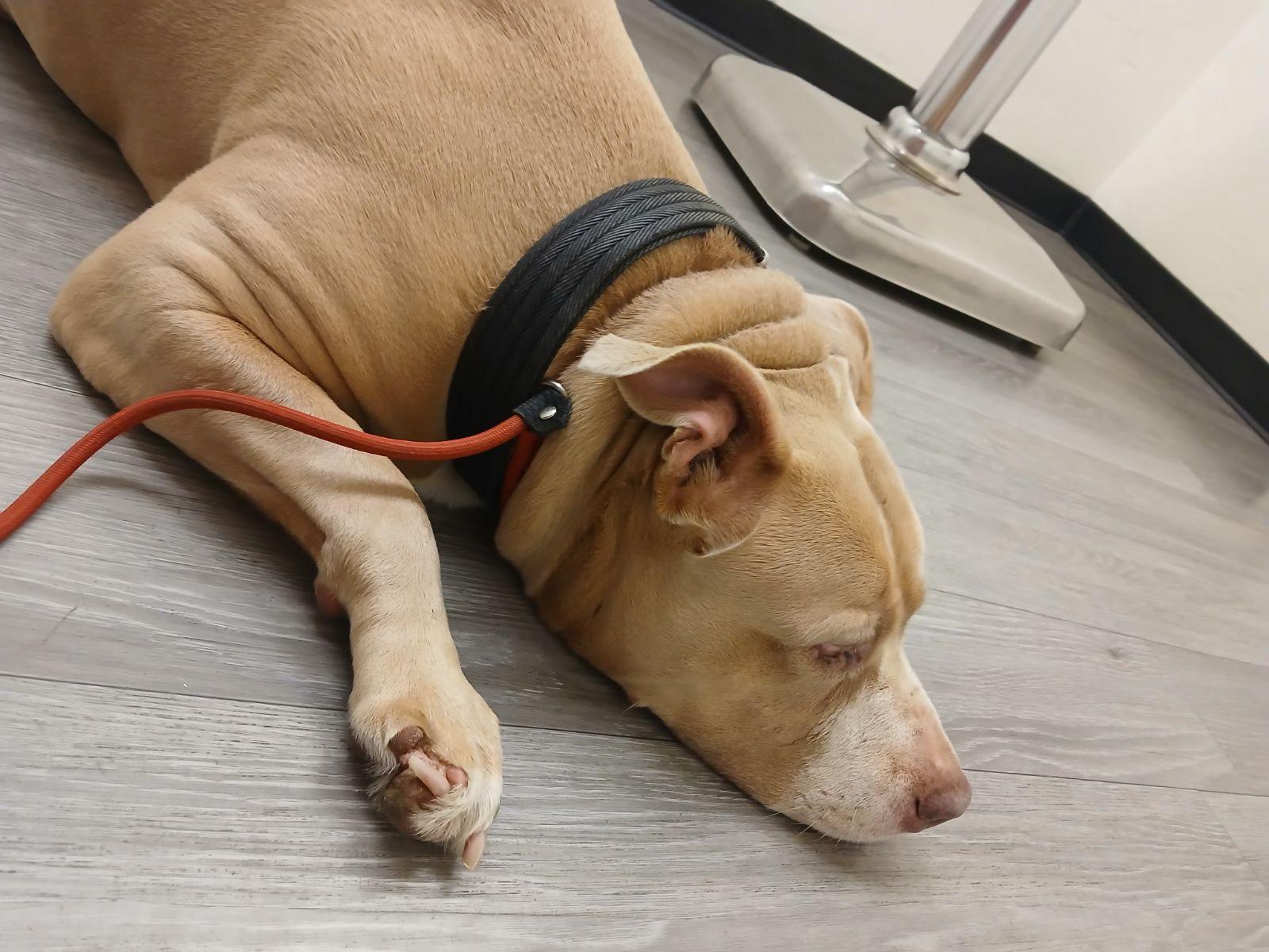 KAYLA, a Adoptable mixed breed in Seattle , WA image 5/6