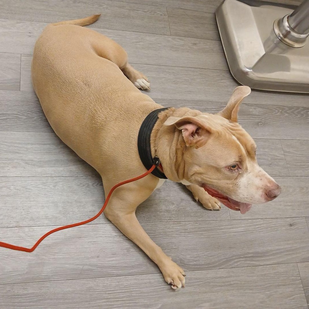 KAYLA, a Adoptable mixed breed in Seattle , WA image 4/6