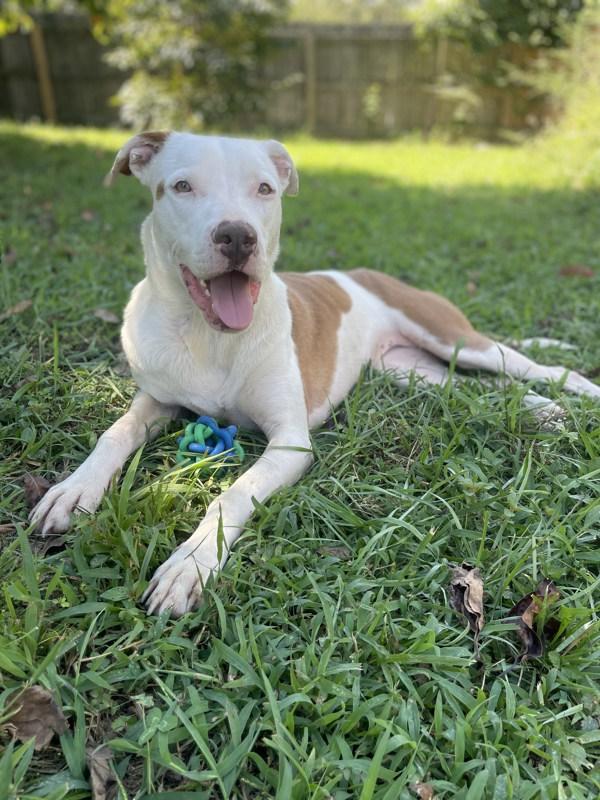 Lilly, Adoptable, Young Female Labrador Retriever.