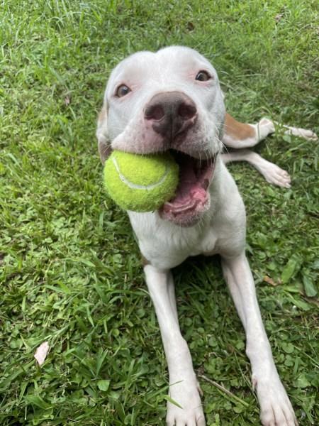 Enlarge Lilly, a Adoptable mixed breed in Cleveland, TN image 2/6