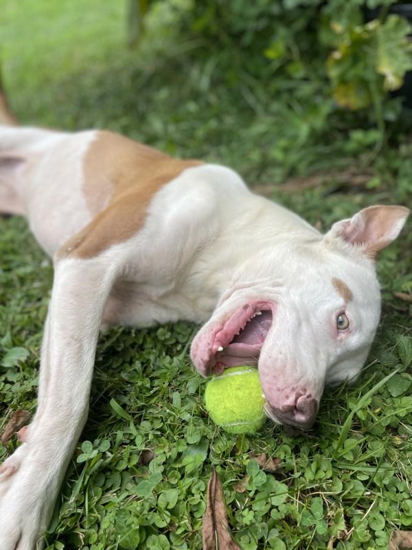 Enlarge Lilly, a Adoptable mixed breed in Cleveland, TN image 3/6