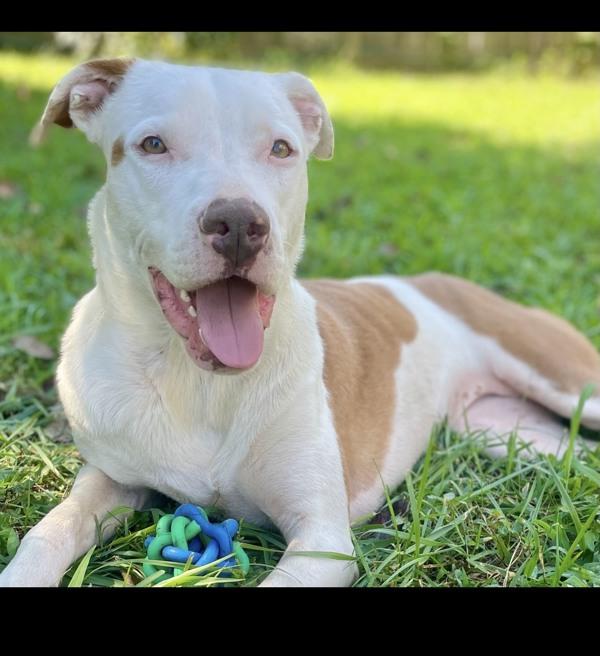 Enlarge Lilly, a Adoptable mixed breed in Cleveland, TN image 5/6