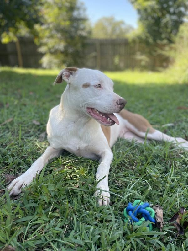 Enlarge Lilly, a Adoptable mixed breed in Cleveland, TN image 6/6