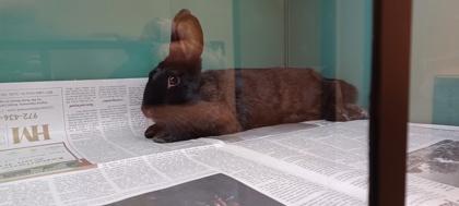 Enlarge Fifi, a Adoptable Bunny Rabbit in Irving, TX image 1/2
