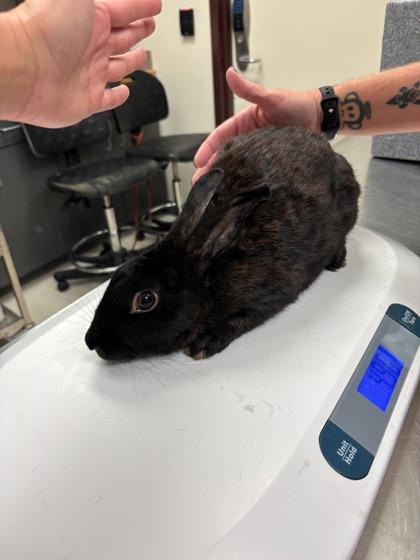 Enlarge Fifi, a Adoptable Bunny Rabbit in Irving, TX image 2/2