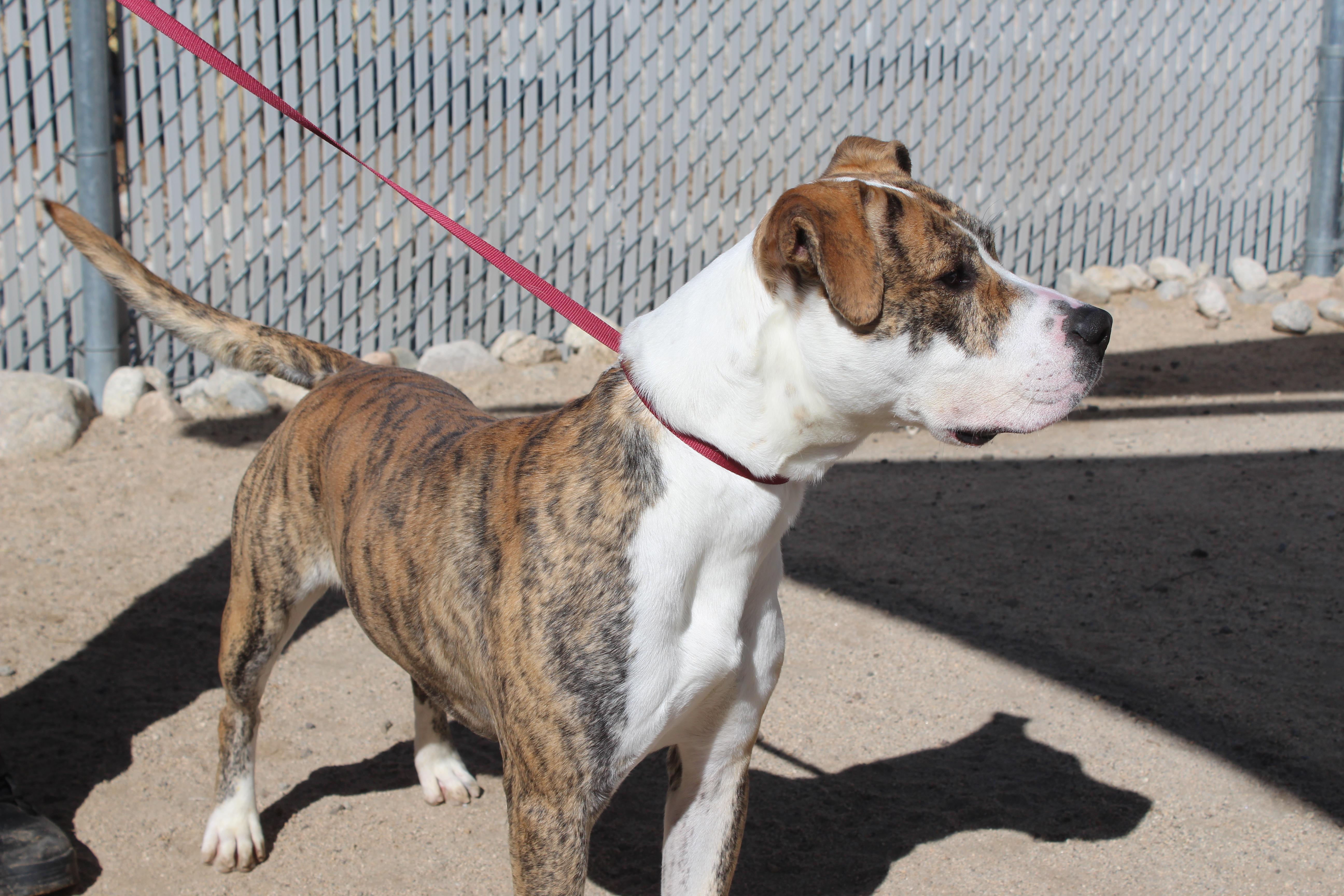 Enlarge Jax, an adoptable Pit Bull Terrier in Yucca Valley, CA image 2/4