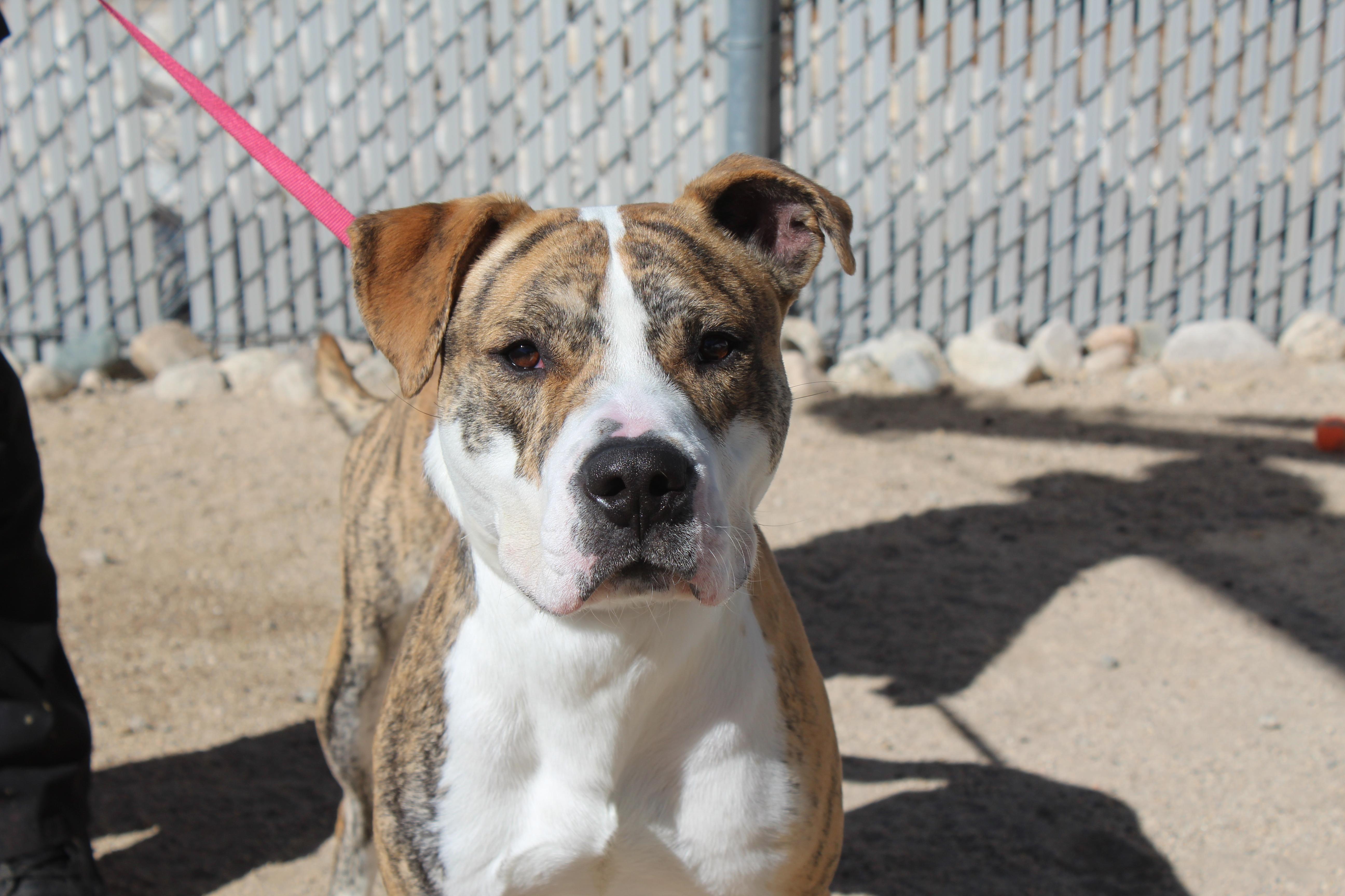 Jax, adoptable, Adult Male Pit Bull Terrier.