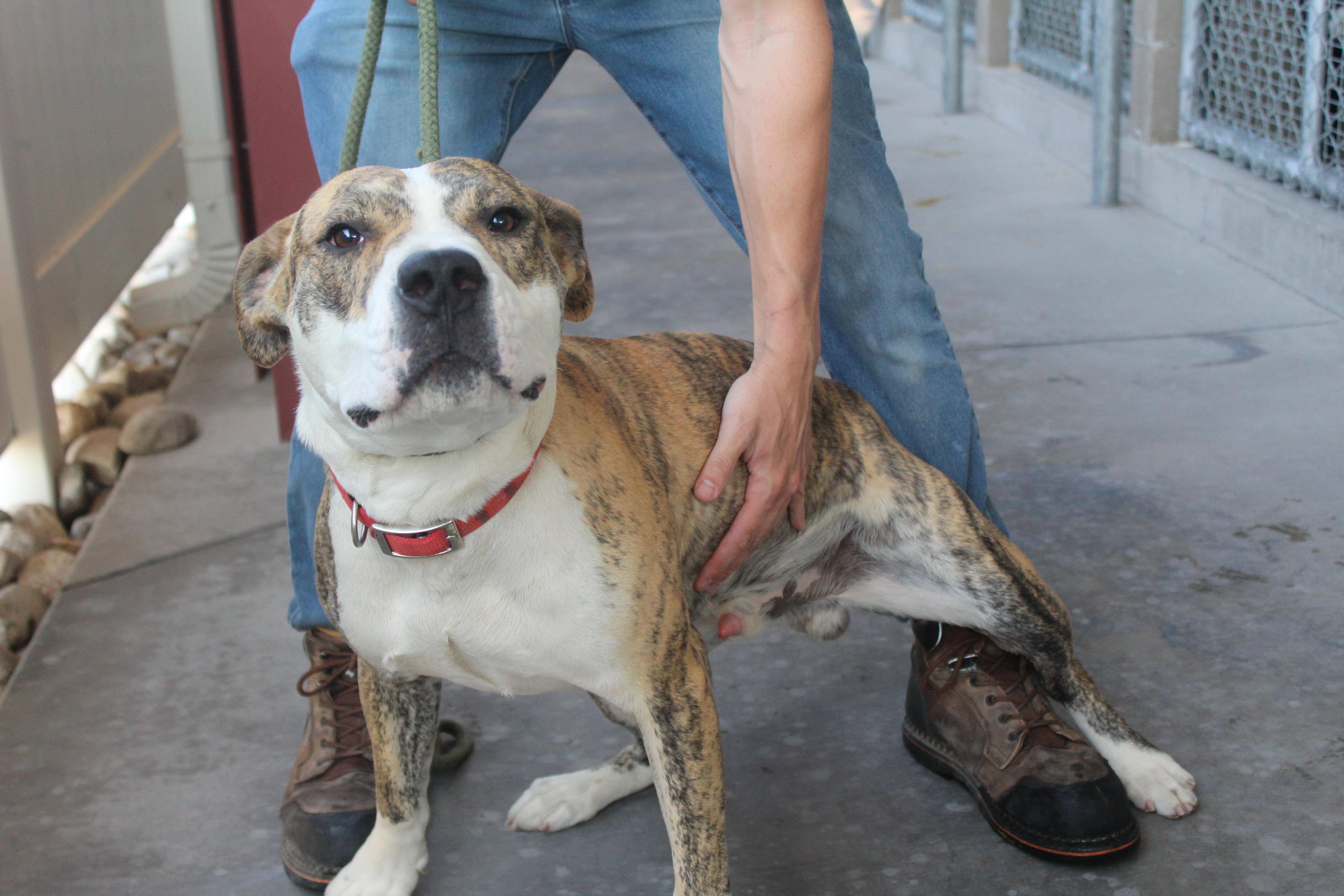 Enlarge Jax, an adoptable Pit Bull Terrier in Yucca Valley, CA image 3/4