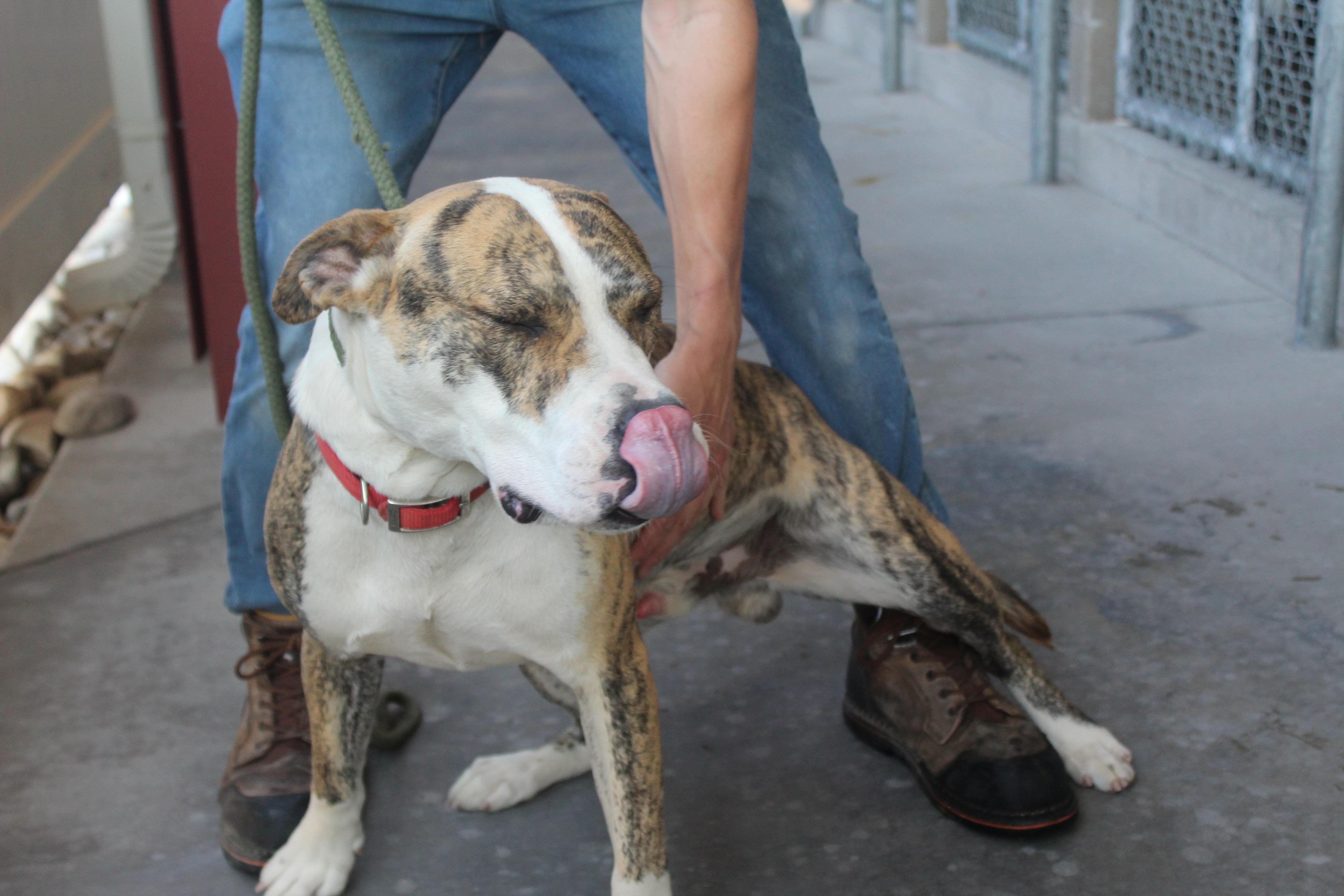 Enlarge Jax, an adoptable Pit Bull Terrier in Yucca Valley, CA image 4/4