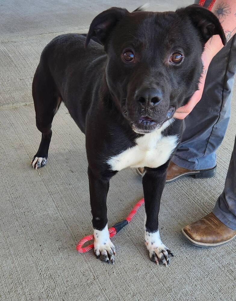 Bert, Adoptable, Young Male Mixed Breed.