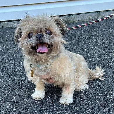 Nacho, adopted, Senior Male Shih Tzu.