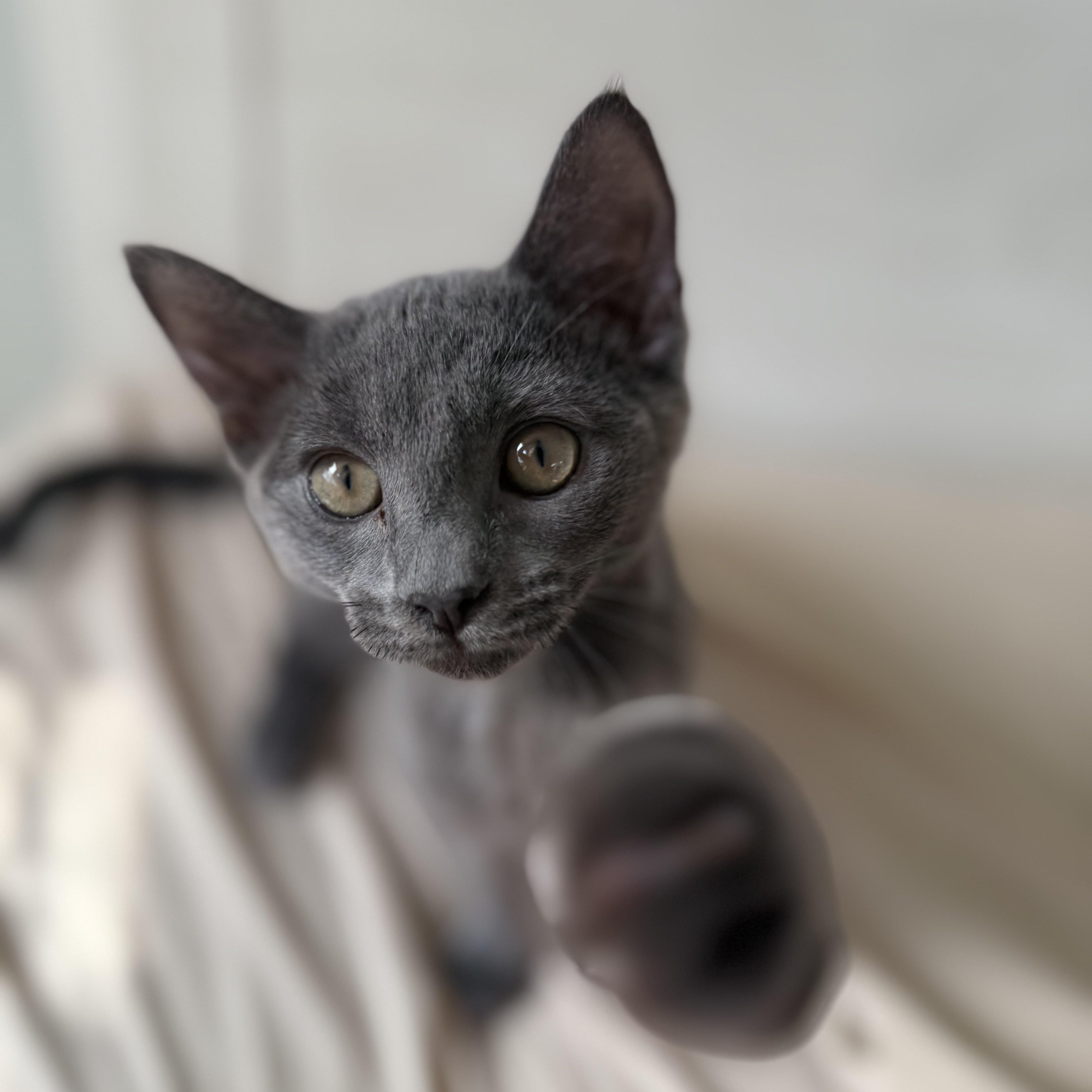 Dream, Adopted, Kitten Female Domestic Short Hair & Russian Blue.