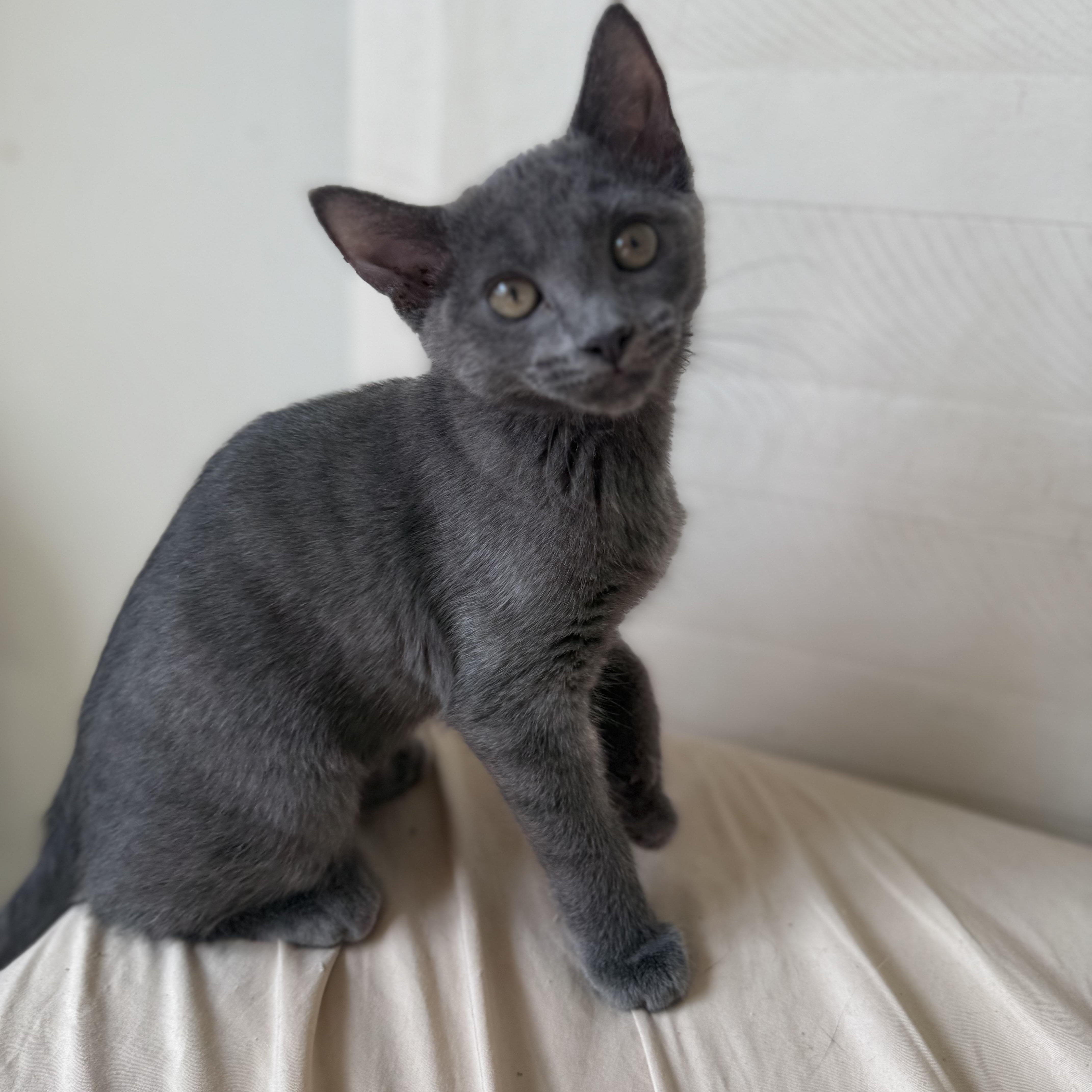 Dream, a Adopted mixed breed in Brooklyn, NY image 2/2