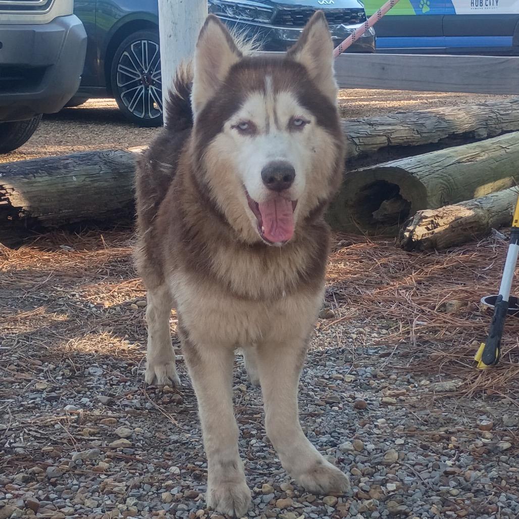 Nau, Adoptable, Adult Male Husky.