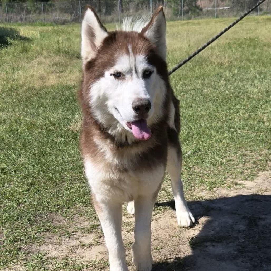 Enlarge Nau, a Adoptable Husky in Hattiesburg, MS image 2/2