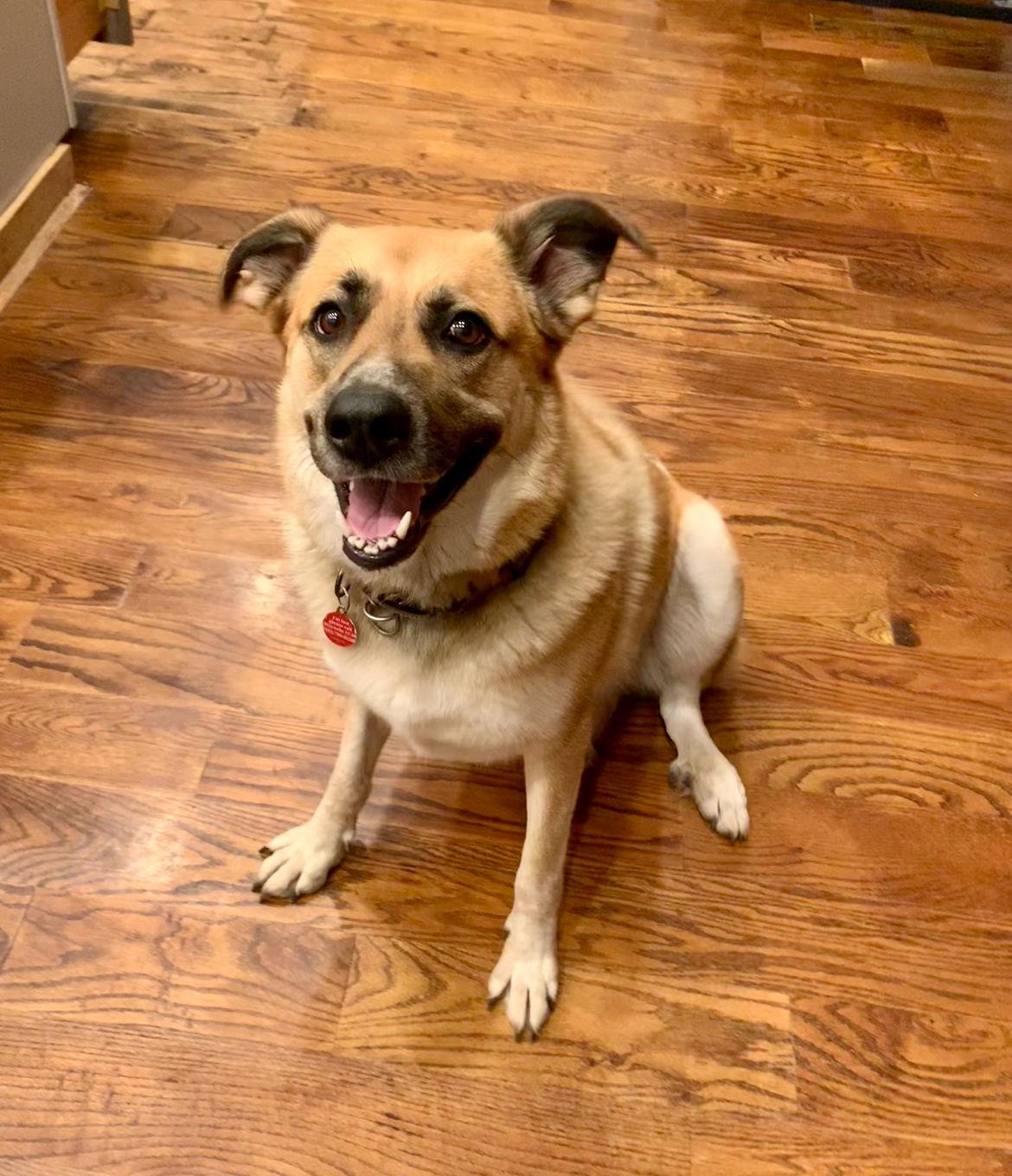 Rachel Green, Adoptable, Adult Female Shepherd.