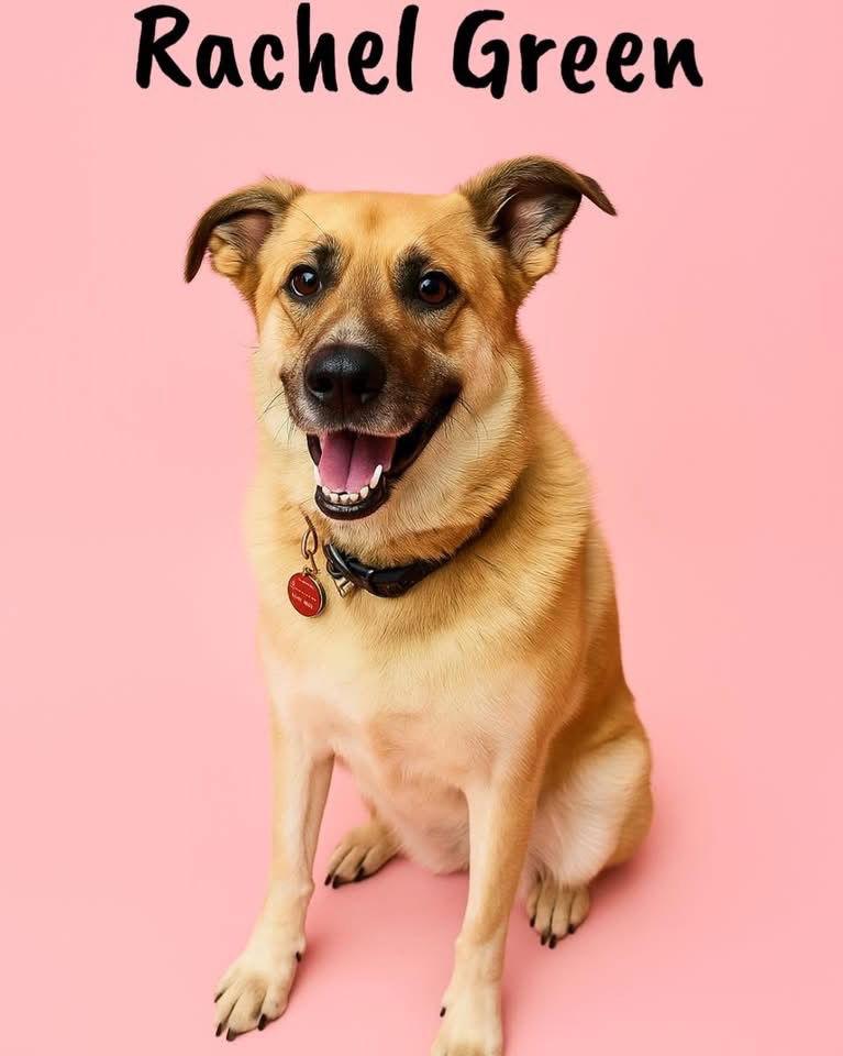 Rachel Green, Adoptable, Adult Female Shepherd.