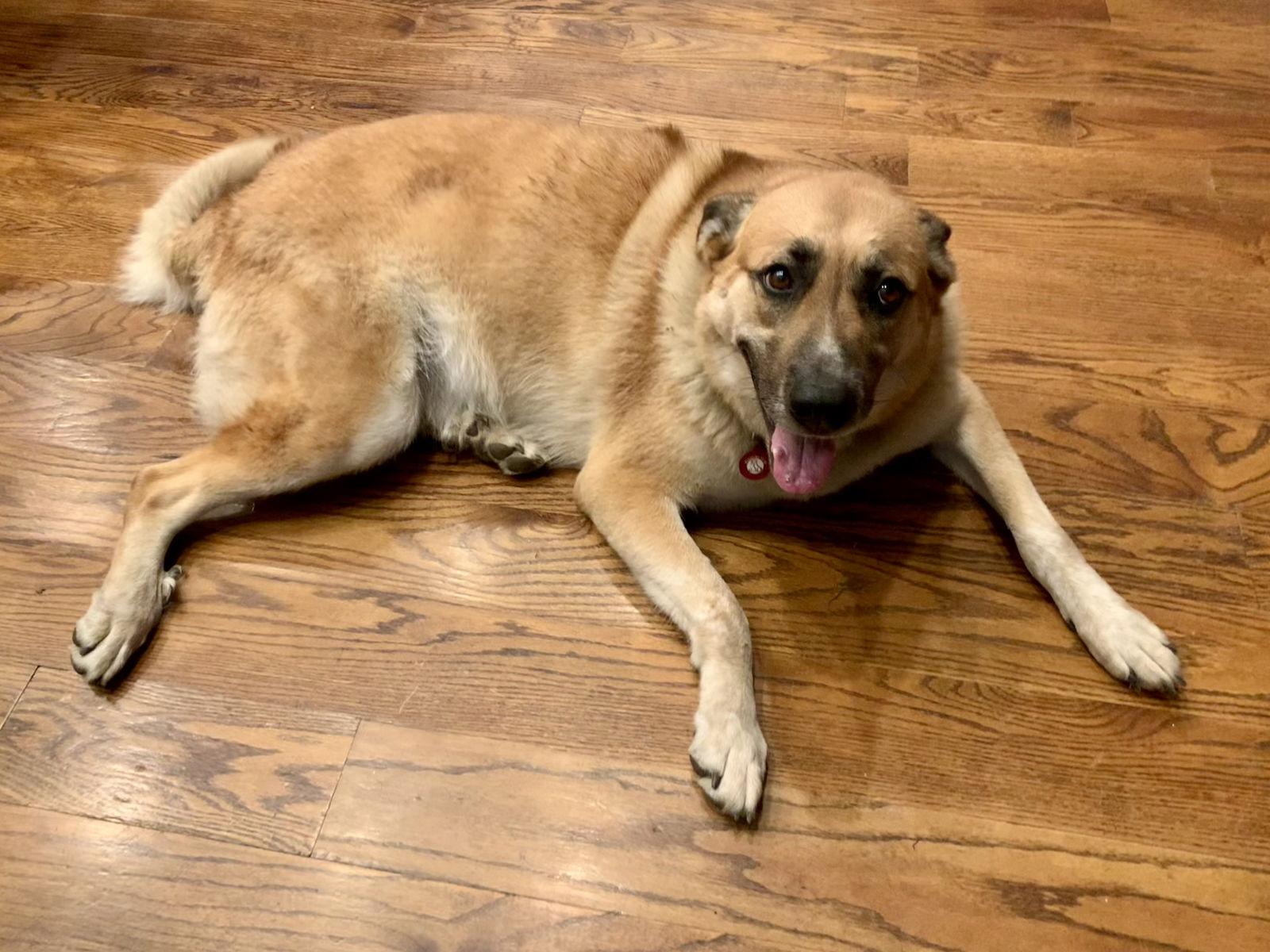 Rachel Green, a Adoptable Shepherd in Nashville, TN image 2/3