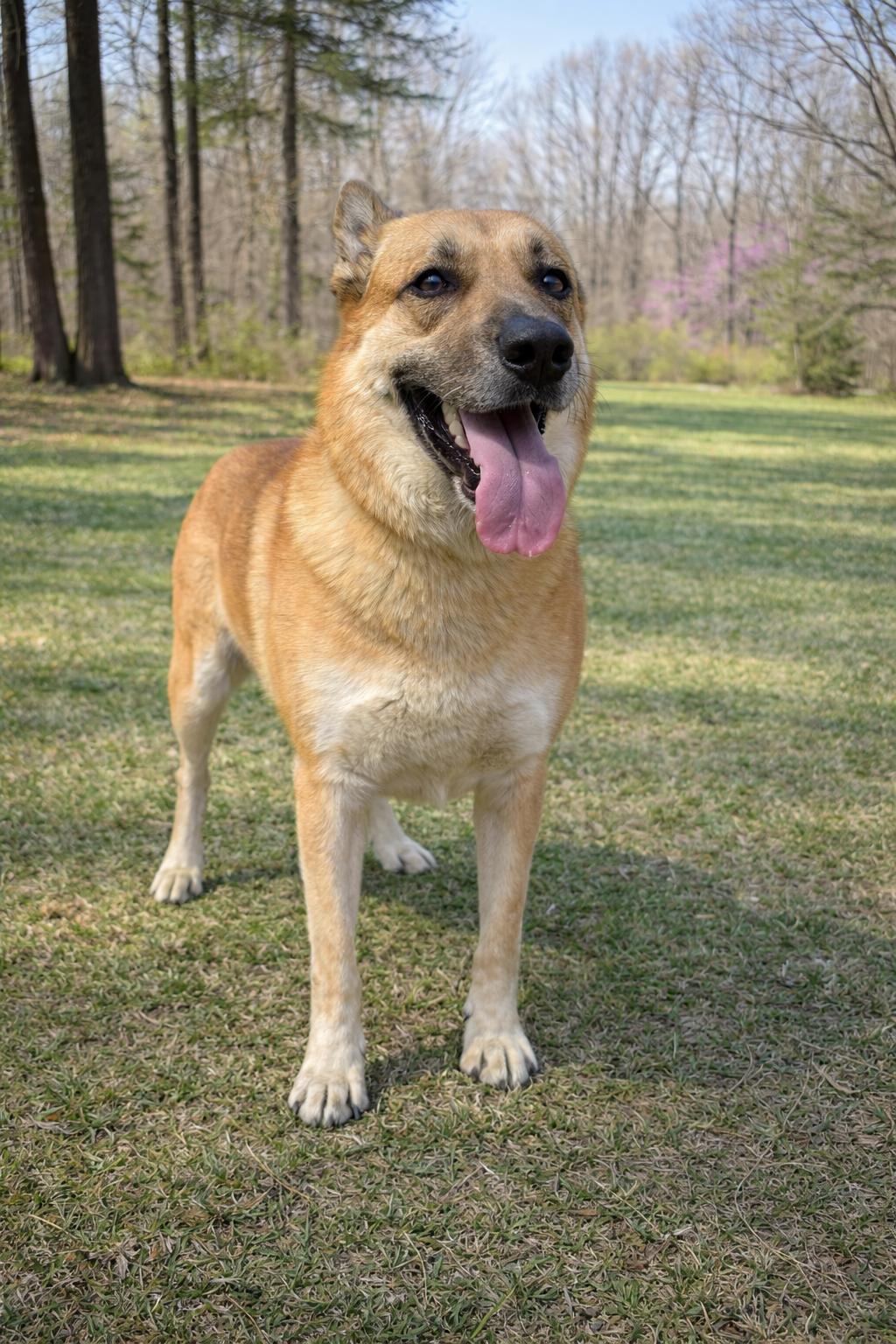 Enlarge Rachel Green, a Adoptable Shepherd in Nashville, TN image 1/3