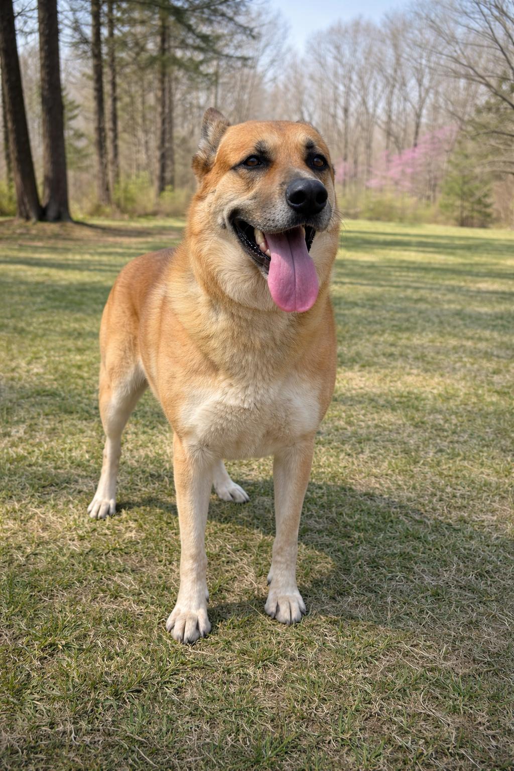 Enlarge Rachel Green, a Adoptable Shepherd in Nashville, TN image 2/3